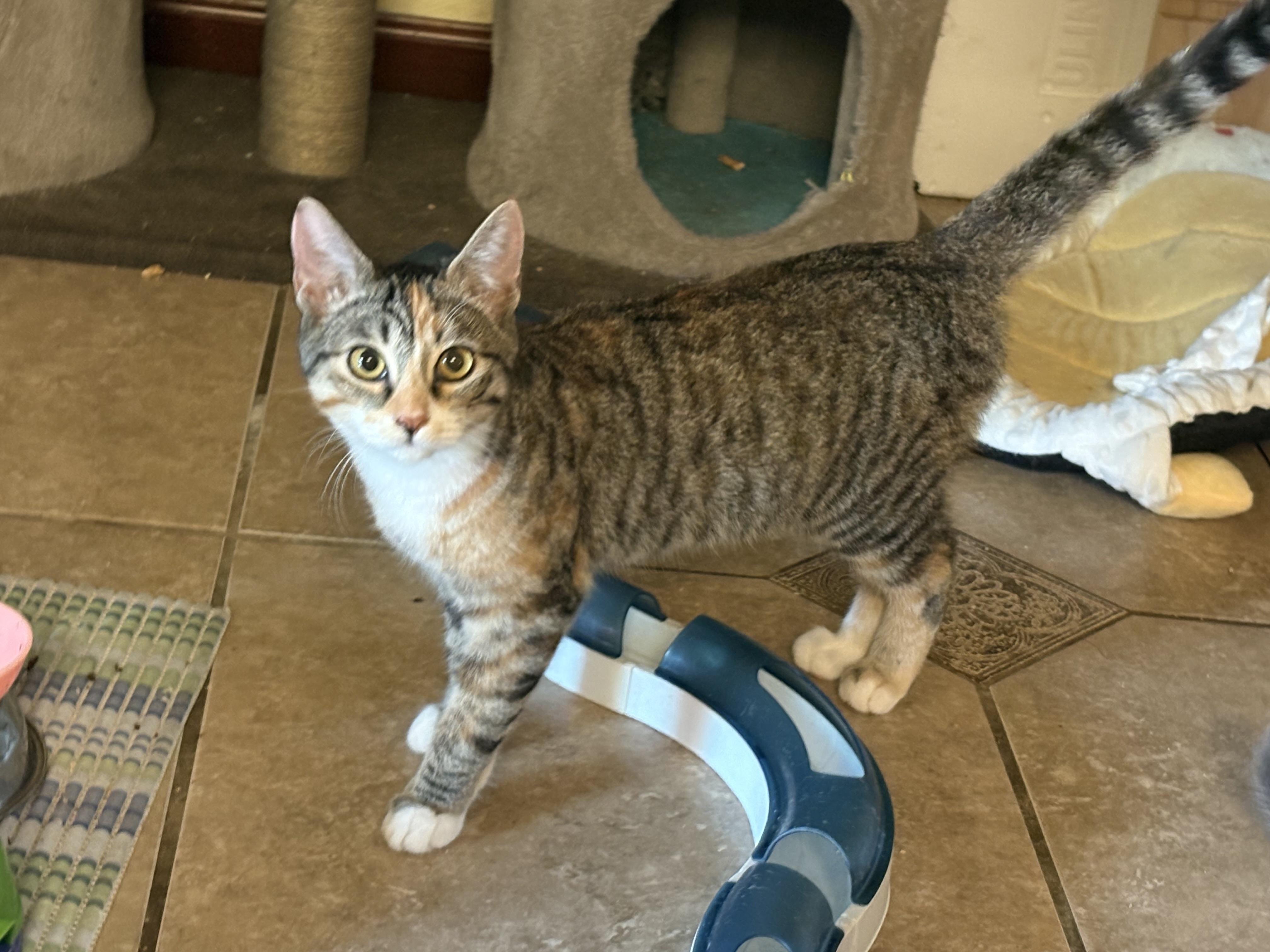 Cashew, a Adoptable Domestic Short Hair in Hayward, CA image 1/6