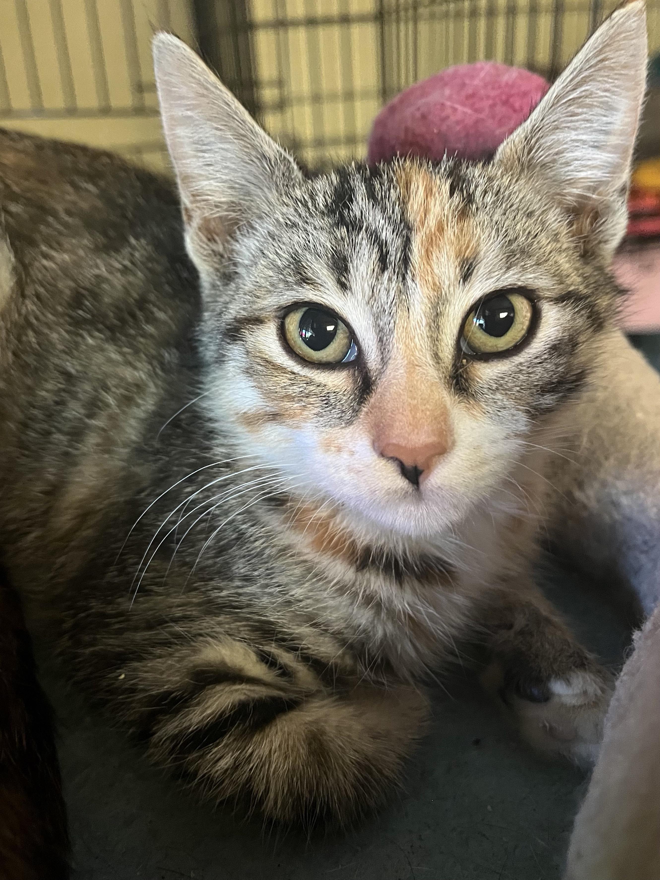 Cashew, a Adoptable Domestic Short Hair in Hayward, CA image 2/6