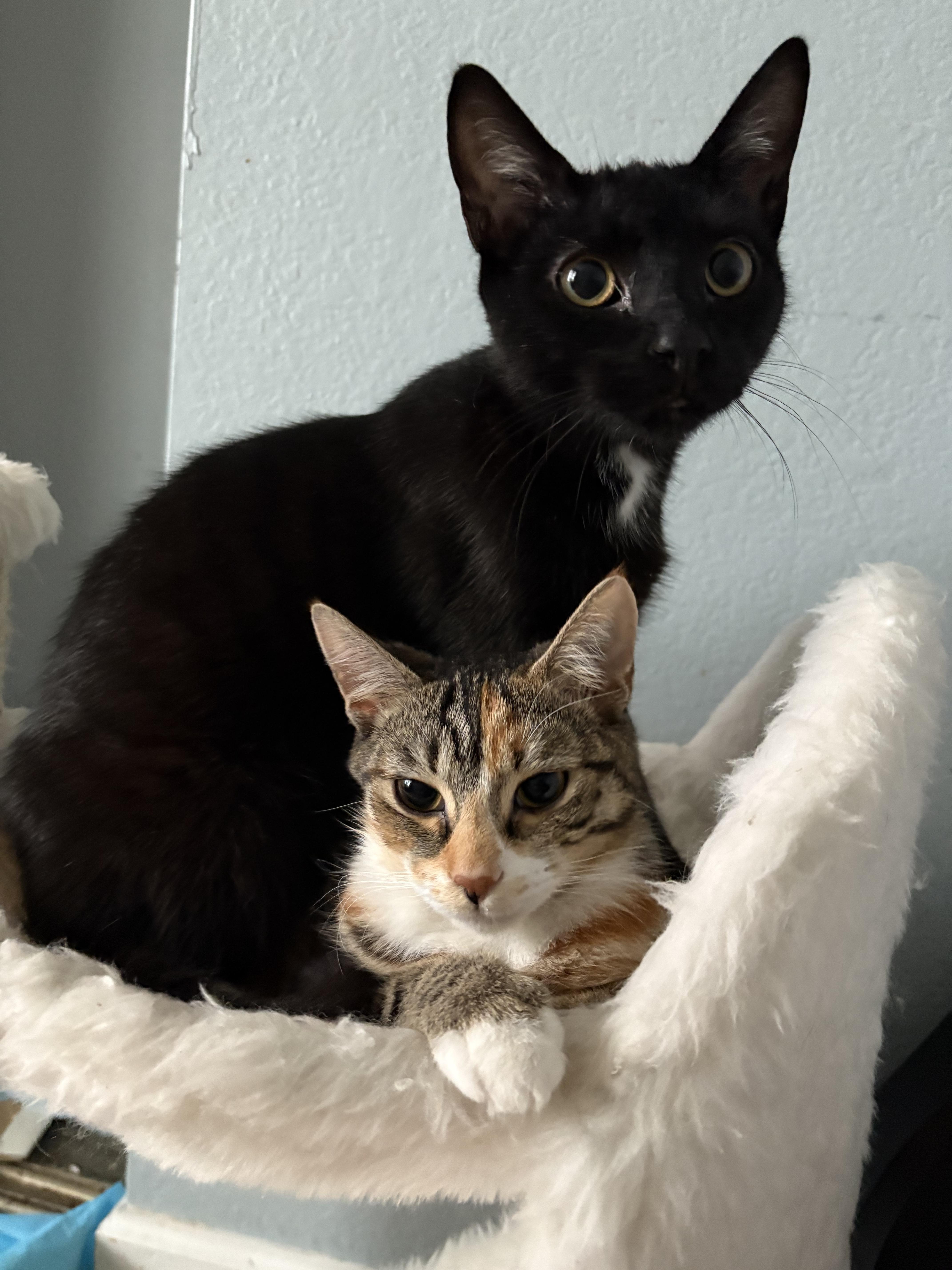 Cashew, a Adoptable Domestic Short Hair in Hayward, CA image 3/6