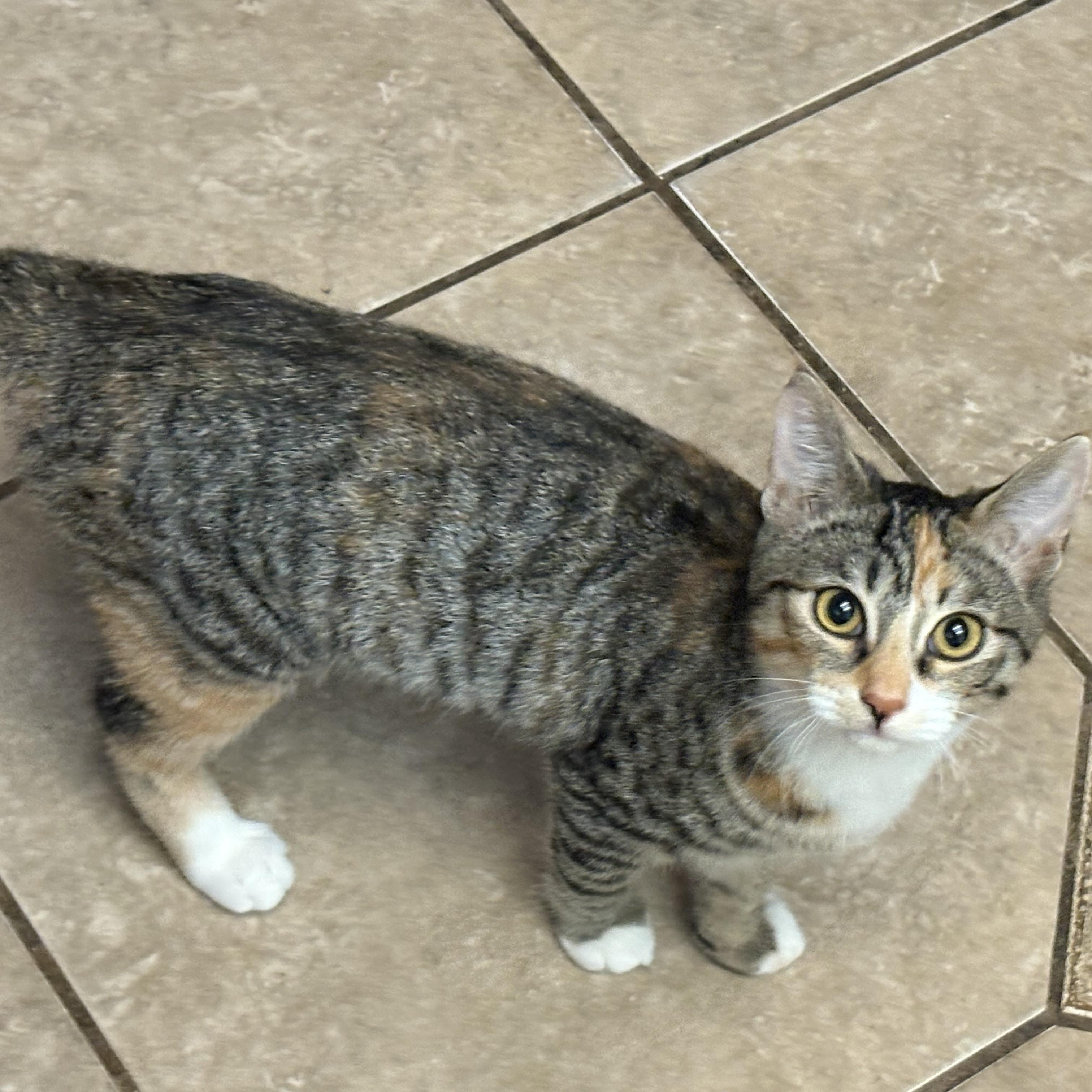 Cashew, a Adoptable Domestic Short Hair in Hayward, CA image 4/6