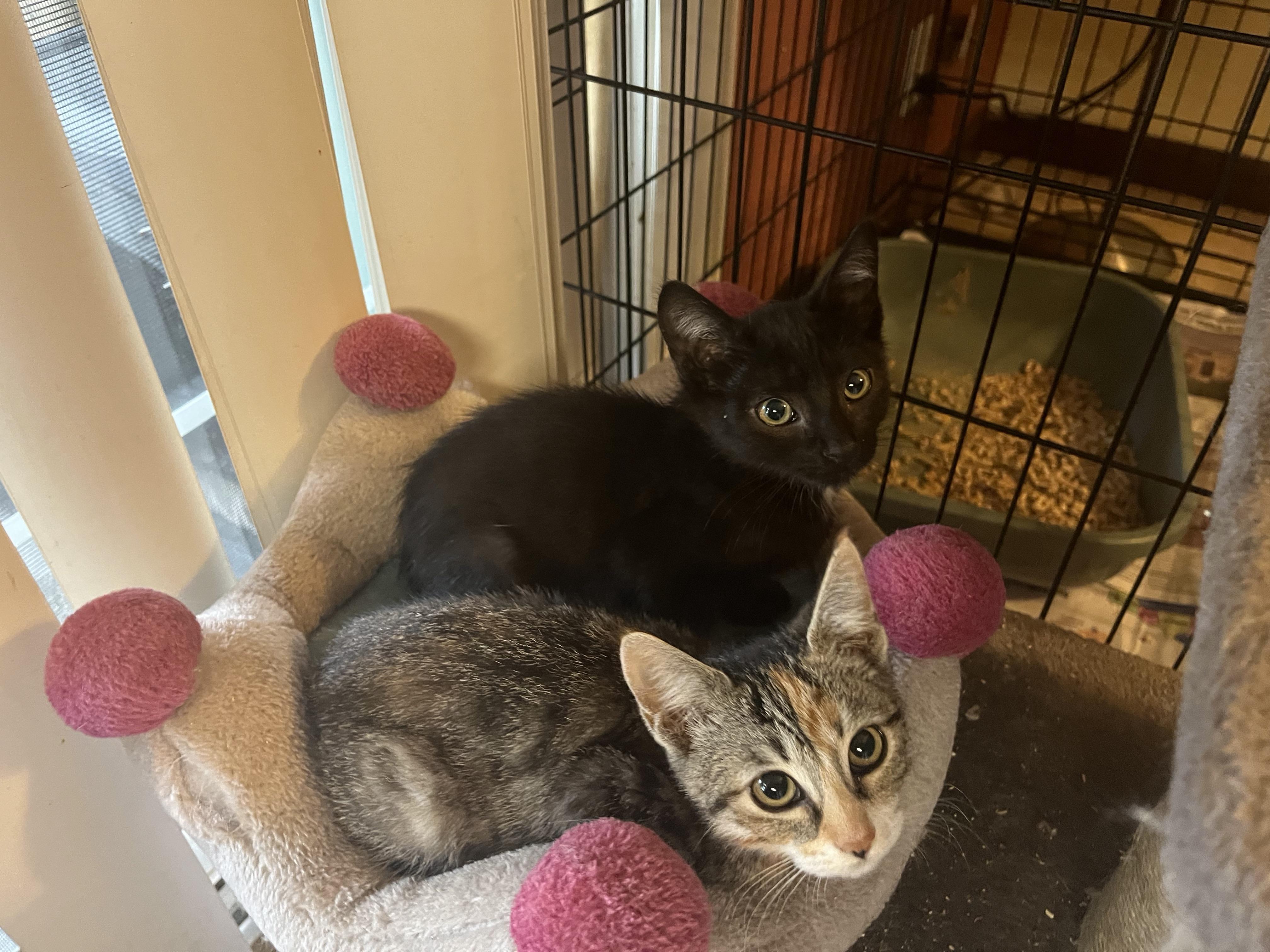 Cashew, a Adoptable Domestic Short Hair in Hayward, CA image 6/6