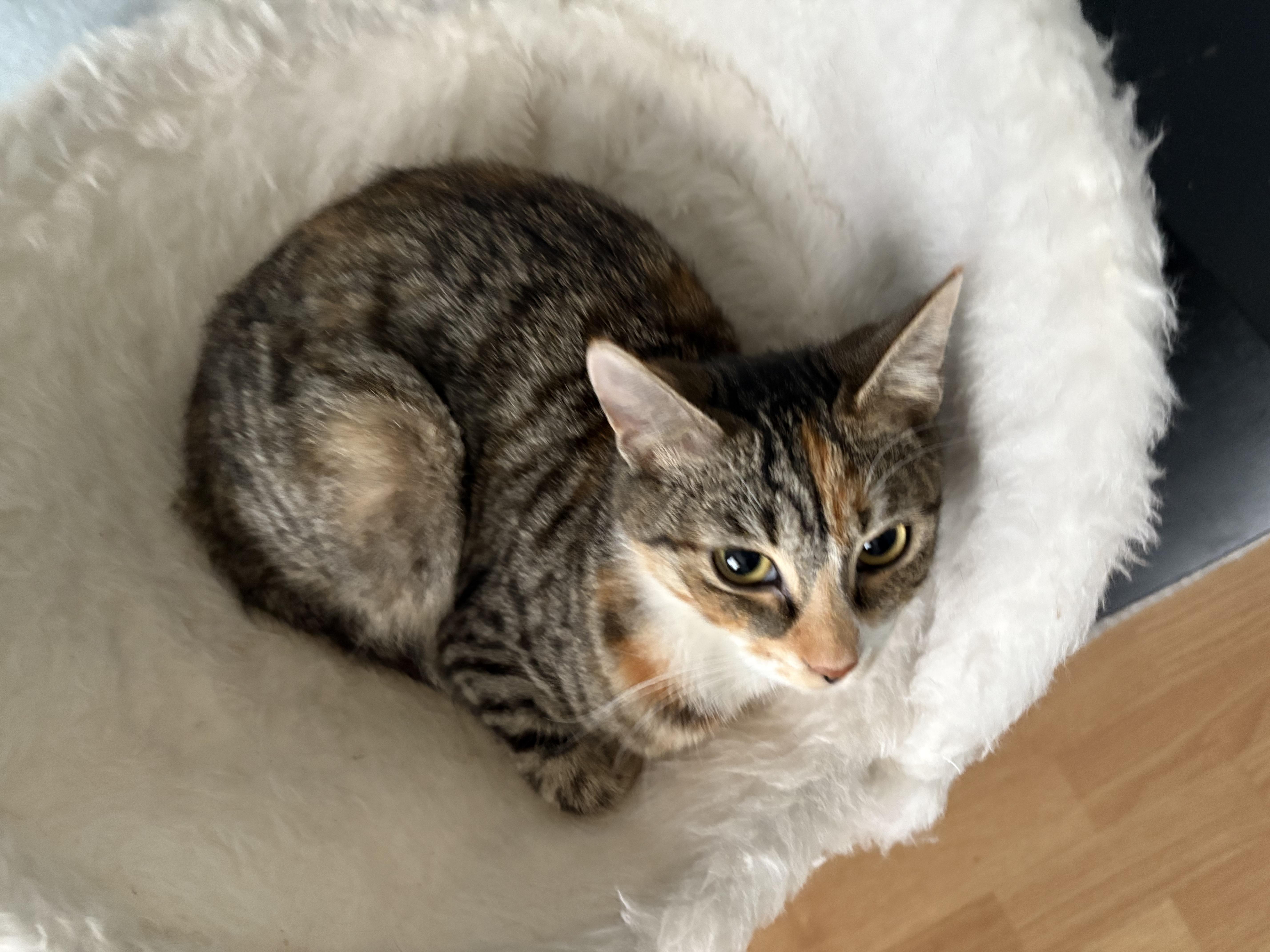 Cashew, a Adoptable Domestic Short Hair in Hayward, CA image 5/6