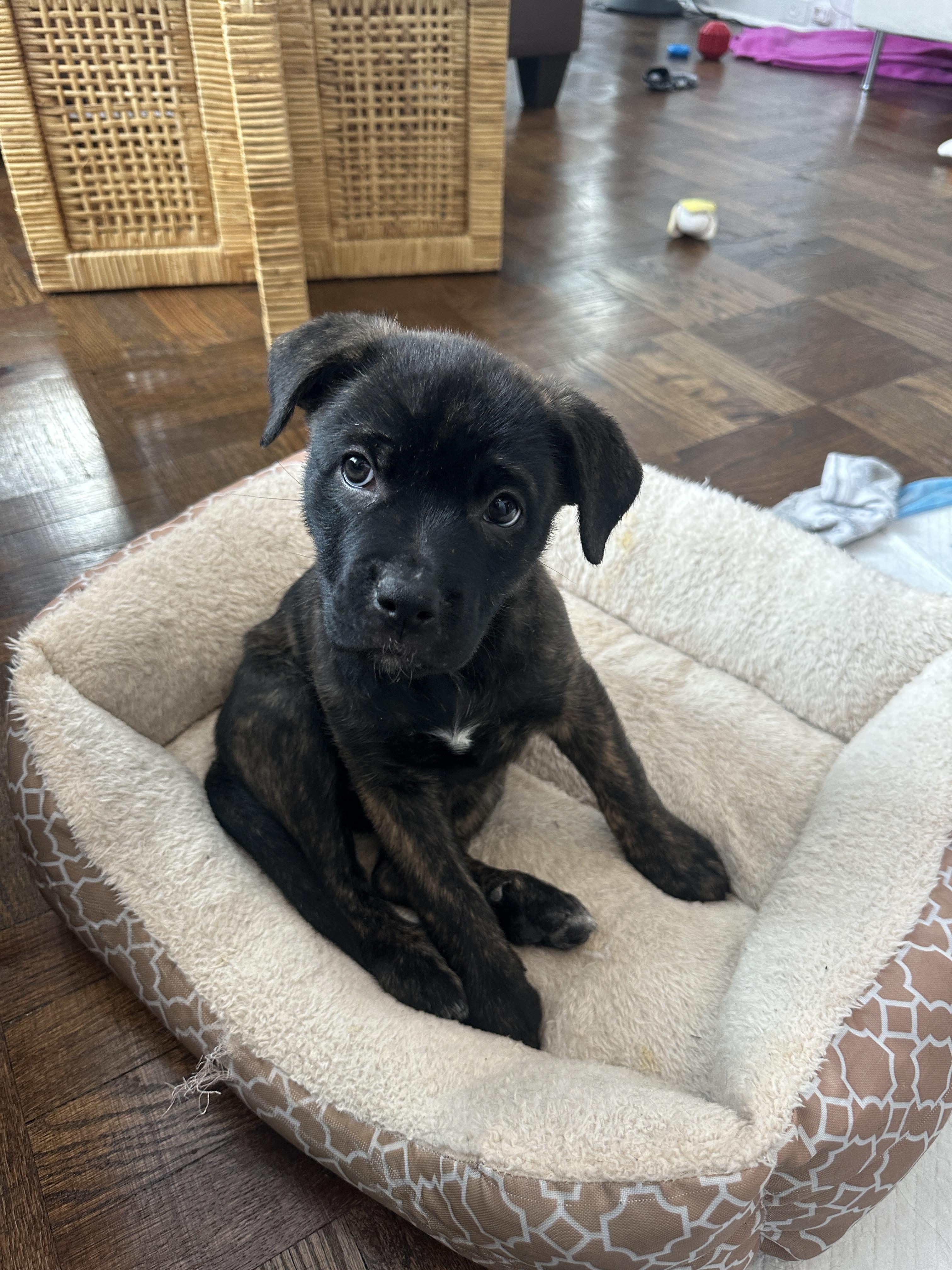 Elora, a ADOPTABLE mixed breed in Mississauga, ON image 3/6