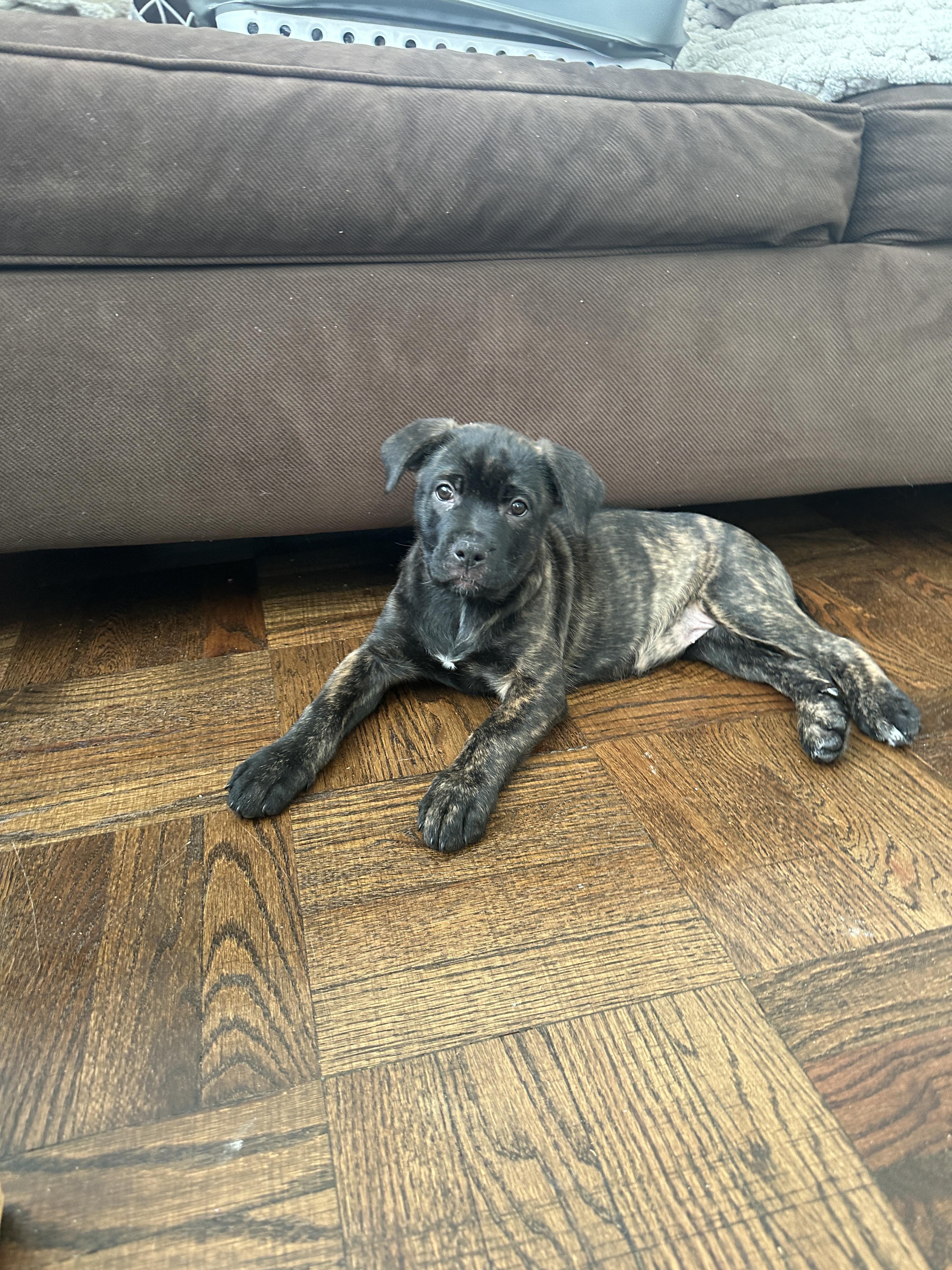 Elora, a ADOPTABLE mixed breed in Mississauga, ON image 6/6