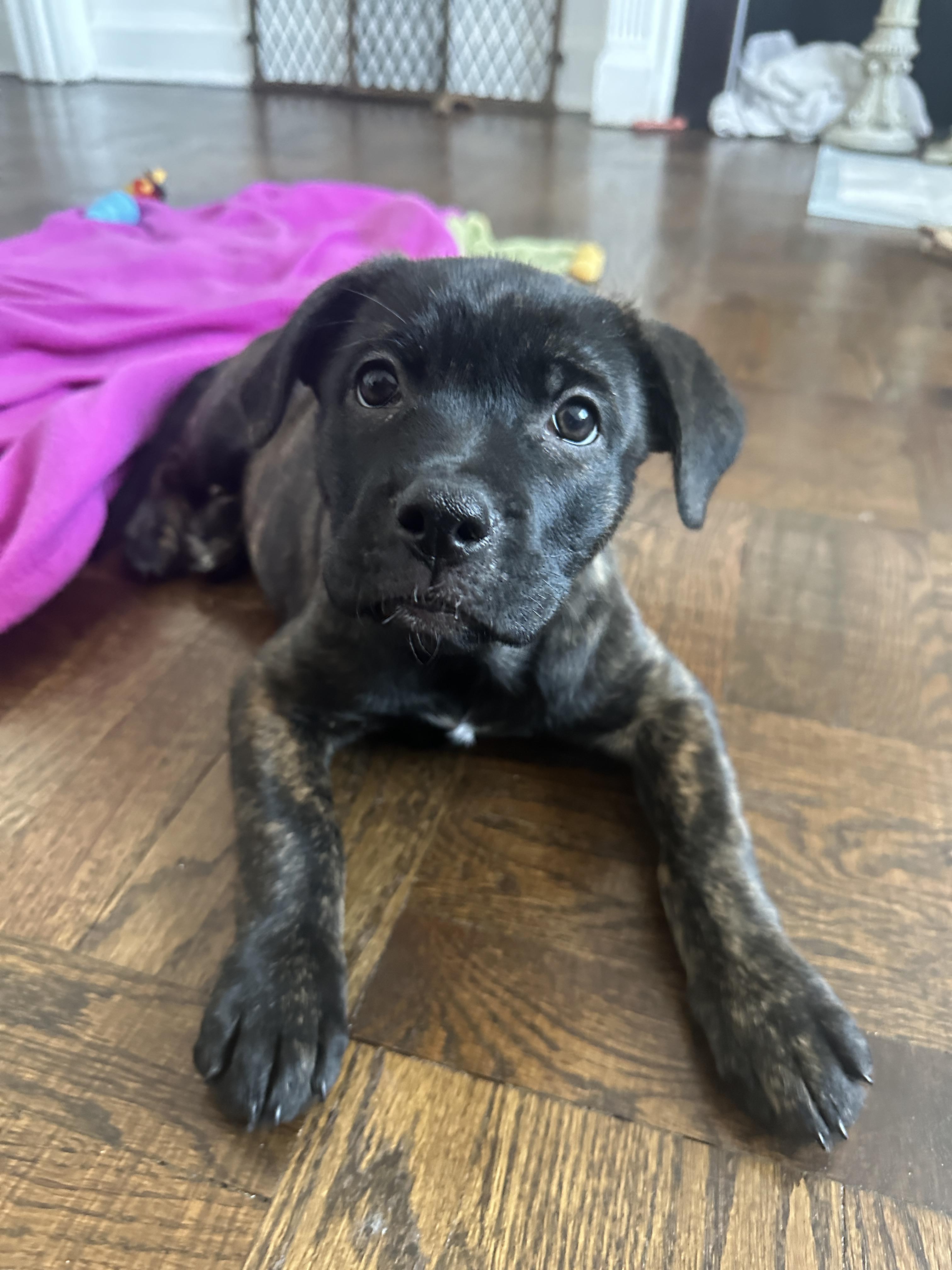 Elora, a ADOPTABLE mixed breed in Mississauga, ON image 4/6