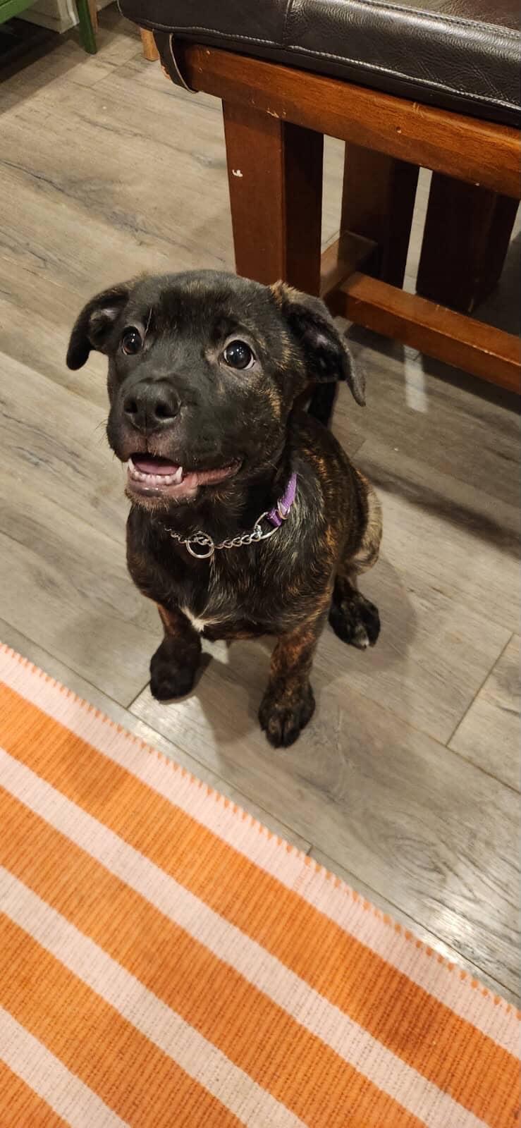 Elora, a ADOPTABLE mixed breed in Mississauga, ON image 5/6