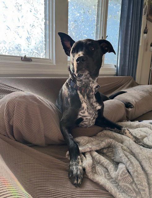 Dewey, Adoptable, Puppy Male Labrador Retriever & Pointer.