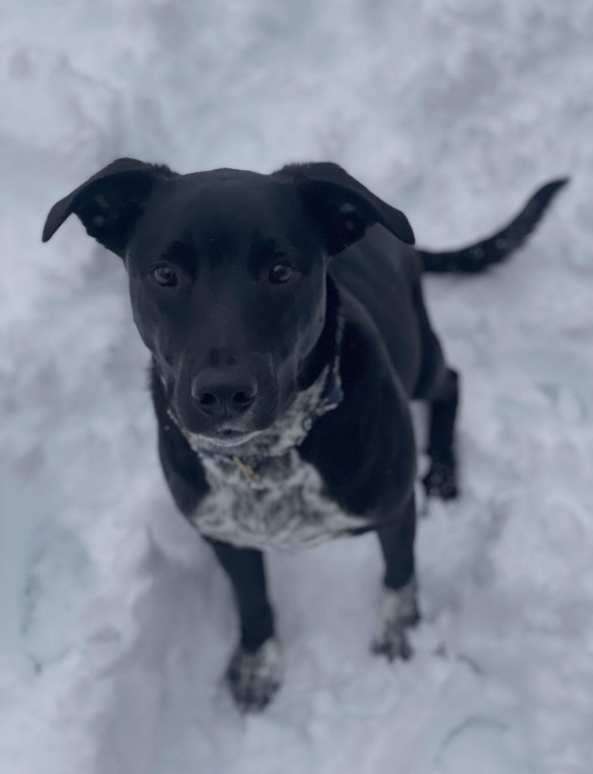 Enlarge Dewey, a Adoptable mixed breed in Minneapolis, MN image 2/3