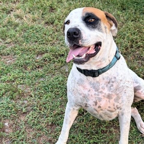 Enlarge Hank - Foster Needed, a Adoptable mixed breed in Middlesex, NJ image 4/4