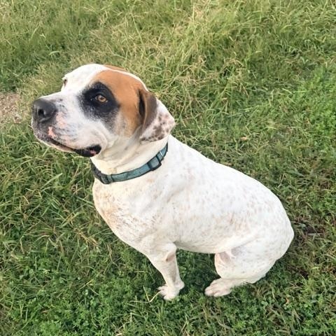 Enlarge Hank - Foster Needed, a Adoptable mixed breed in Middlesex, NJ image 3/4