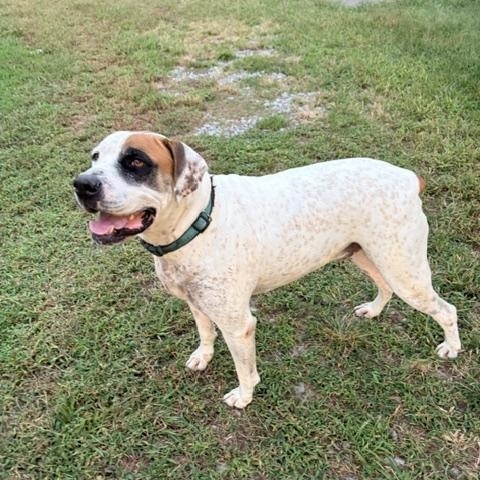 Hank - Foster Needed, Adoptable, Adult Male Boxer & Bluetick Coonhound.