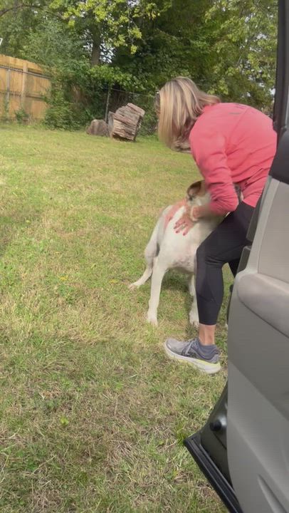 Enlarge Hank - Foster Needed, a Adoptable mixed breed in Middlesex, NJ video 2/4