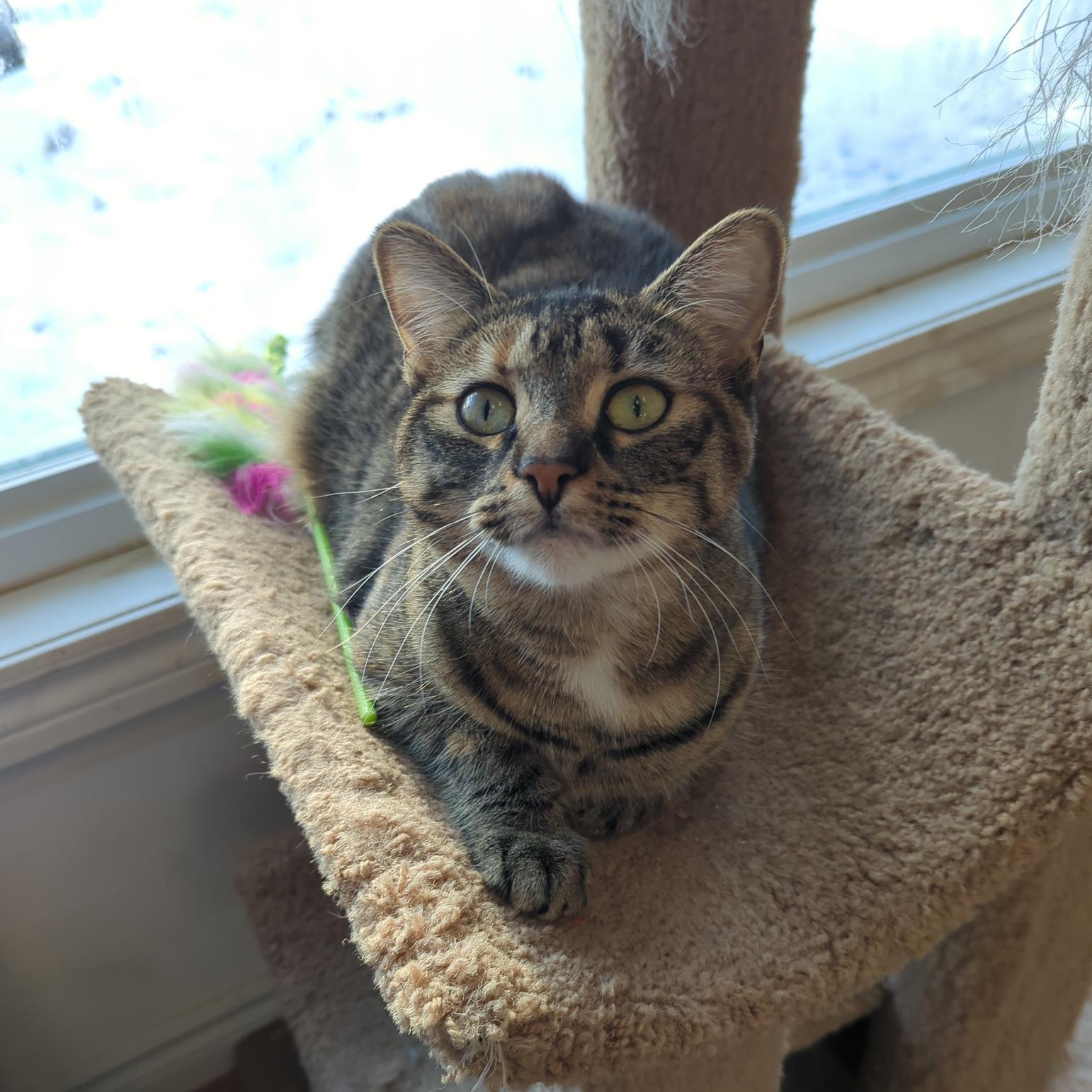 Enlarge Elsie, a Adoptable Domestic Short Hair in Lisle, ON image 1/1