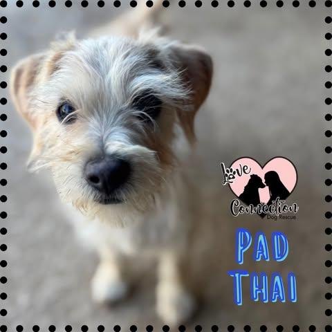 Enlarge Pad Thai, an adoptable mixed breed in Gilbert, AZ image 1/1