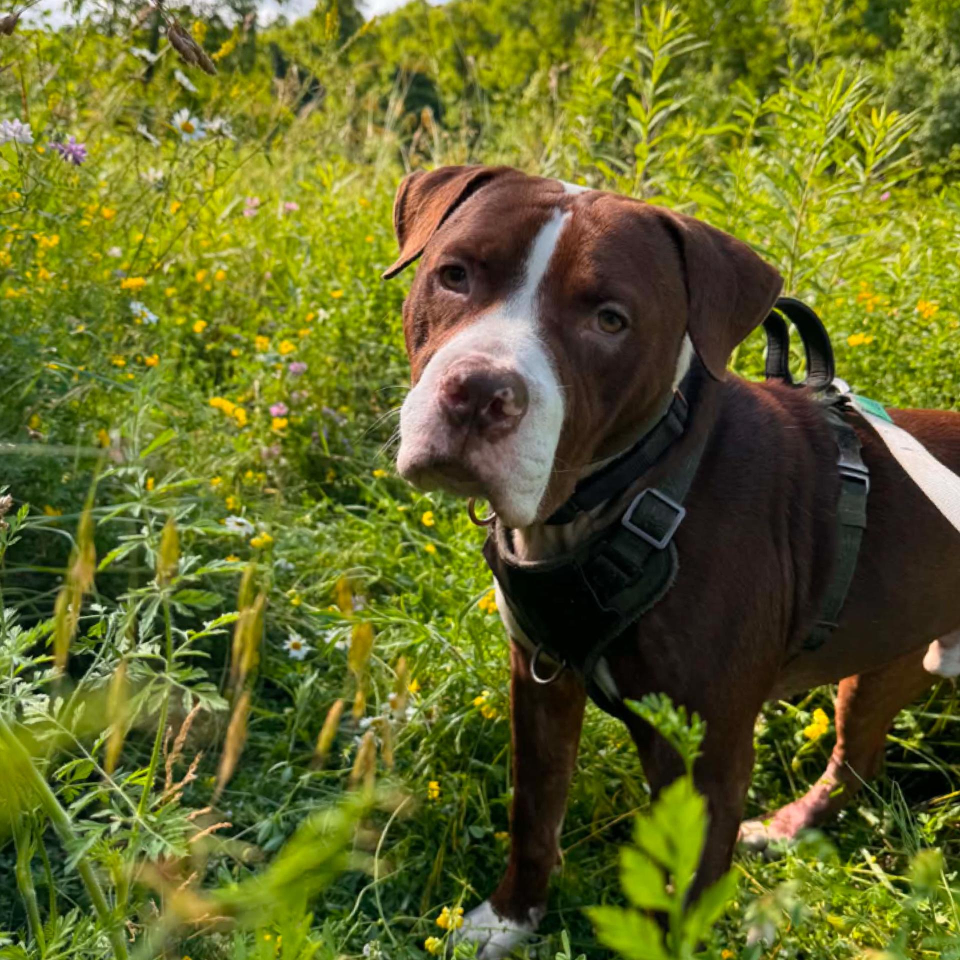 Palmer, ADOPTABLE, Young Male Mixed Breed.