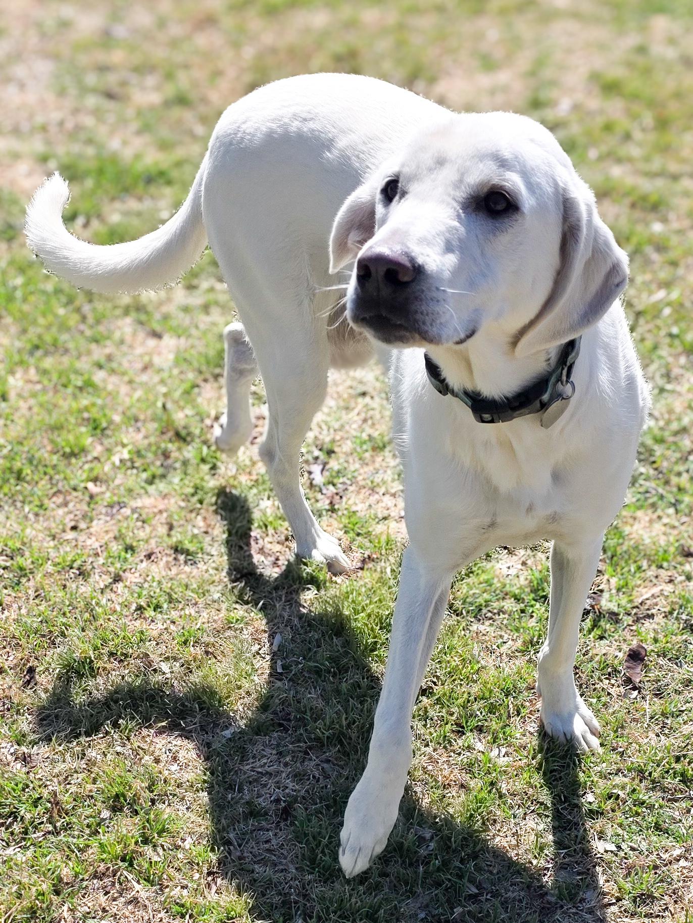 Enlarge Howie, an adopted Labrador Retriever in Portage, WI image 6/6