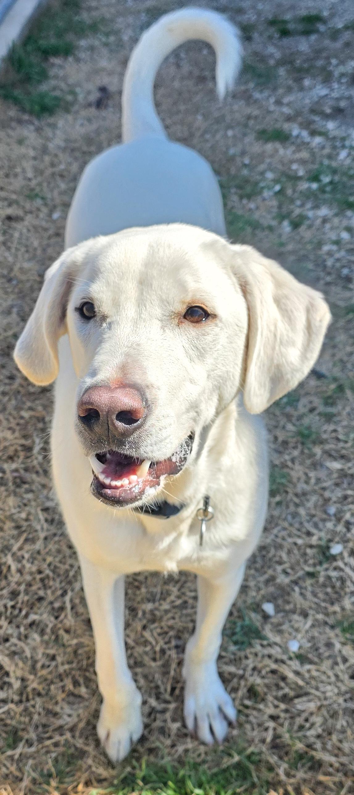 Enlarge Howie, an adopted Labrador Retriever in Portage, WI image 2/6