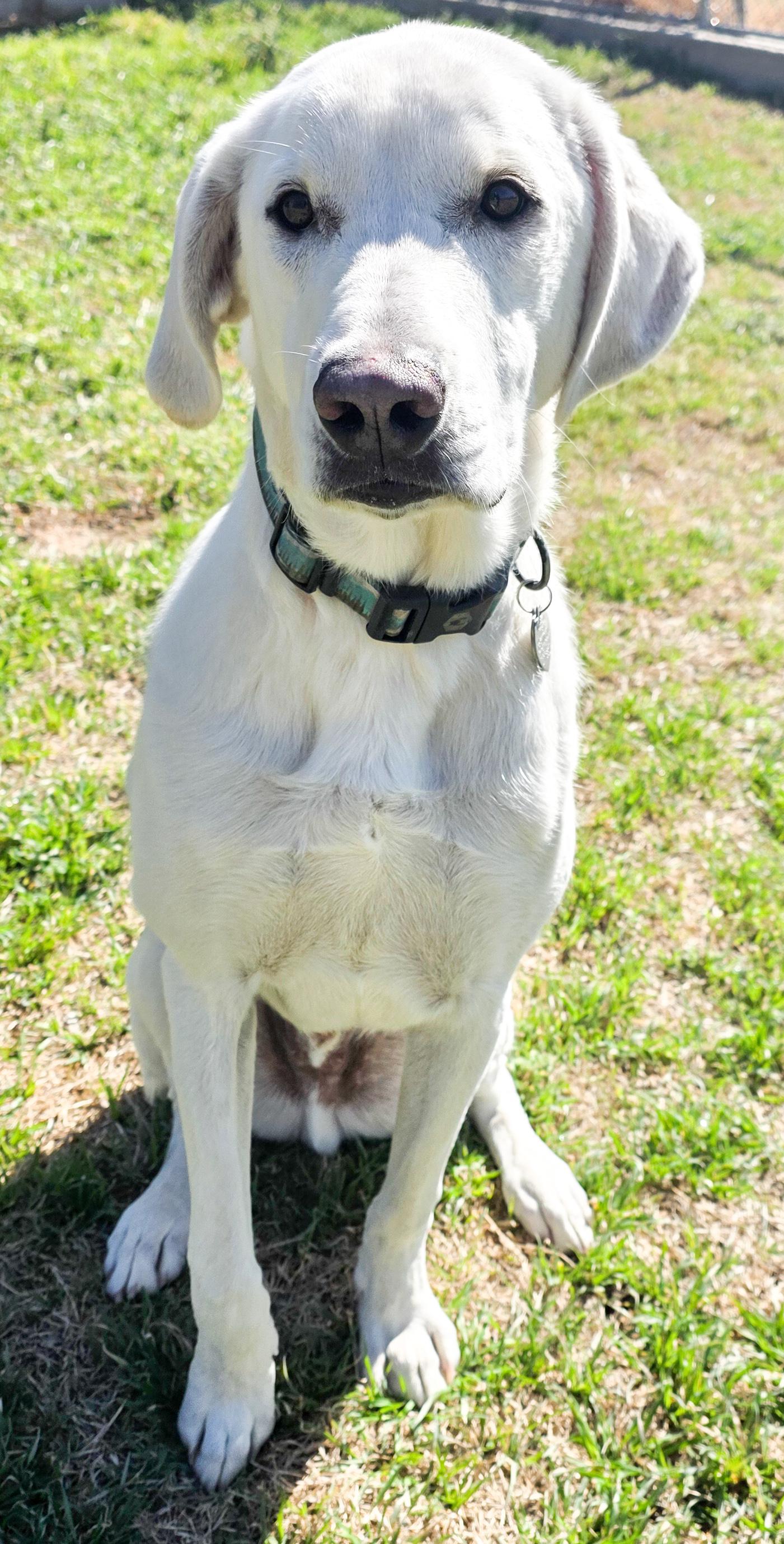 Enlarge Howie, an adopted Labrador Retriever in Portage, WI image 5/6