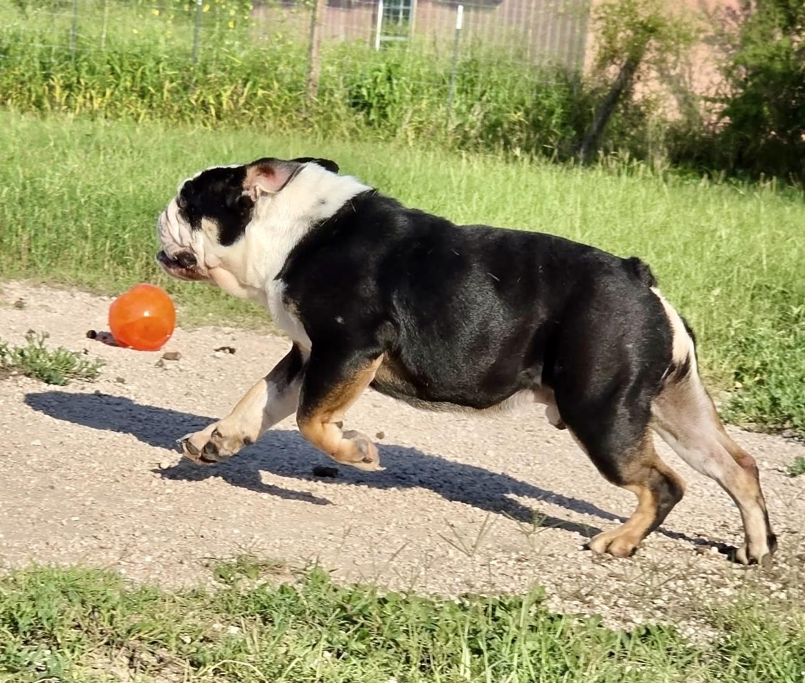 Enlarge Billy, an adopted English Bulldog in Toms River, NJ image 6/6