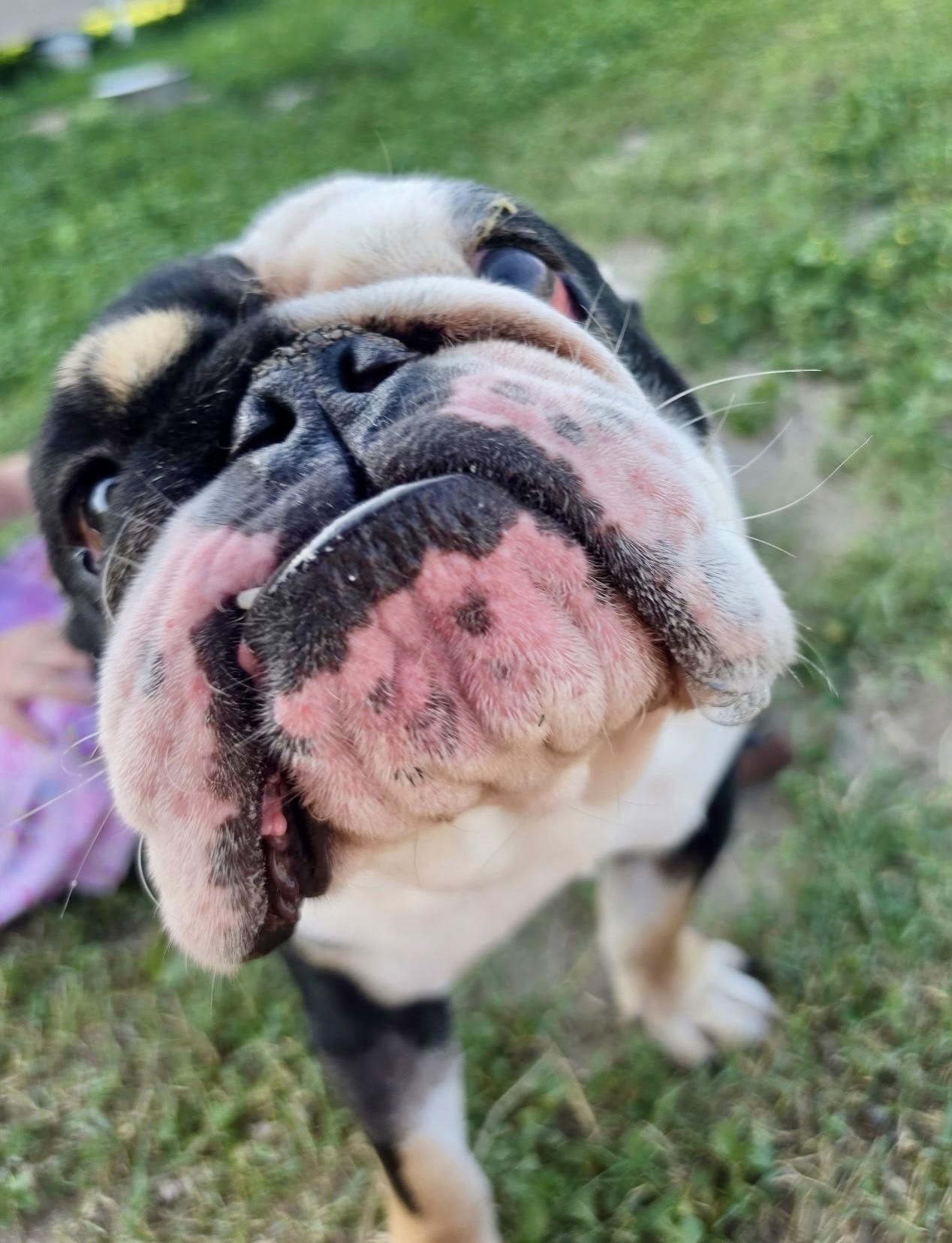 Enlarge Billy, an adopted English Bulldog in Toms River, NJ image 3/6