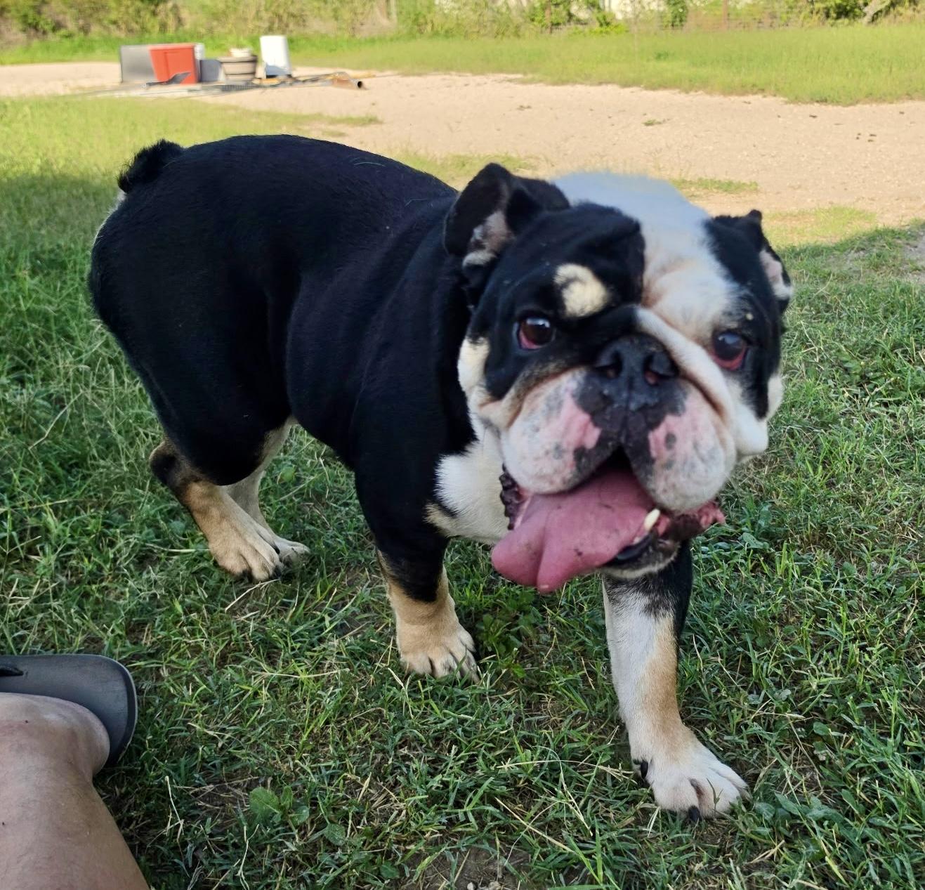 Enlarge Billy, an adopted English Bulldog in Toms River, NJ image 1/6