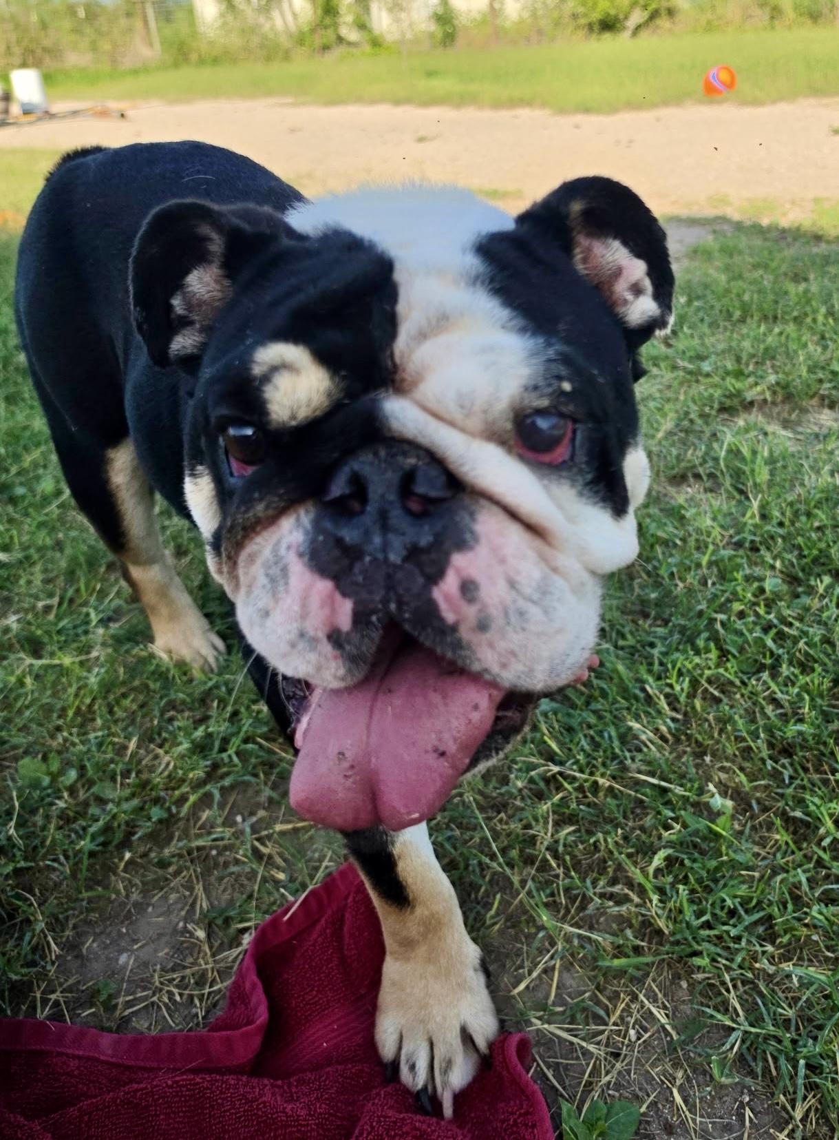 Enlarge Billy, an adopted English Bulldog in Toms River, NJ image 2/6