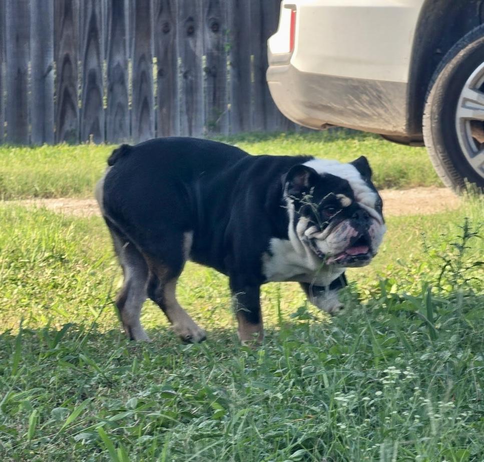 Enlarge Billy, an adopted English Bulldog in Toms River, NJ image 4/6