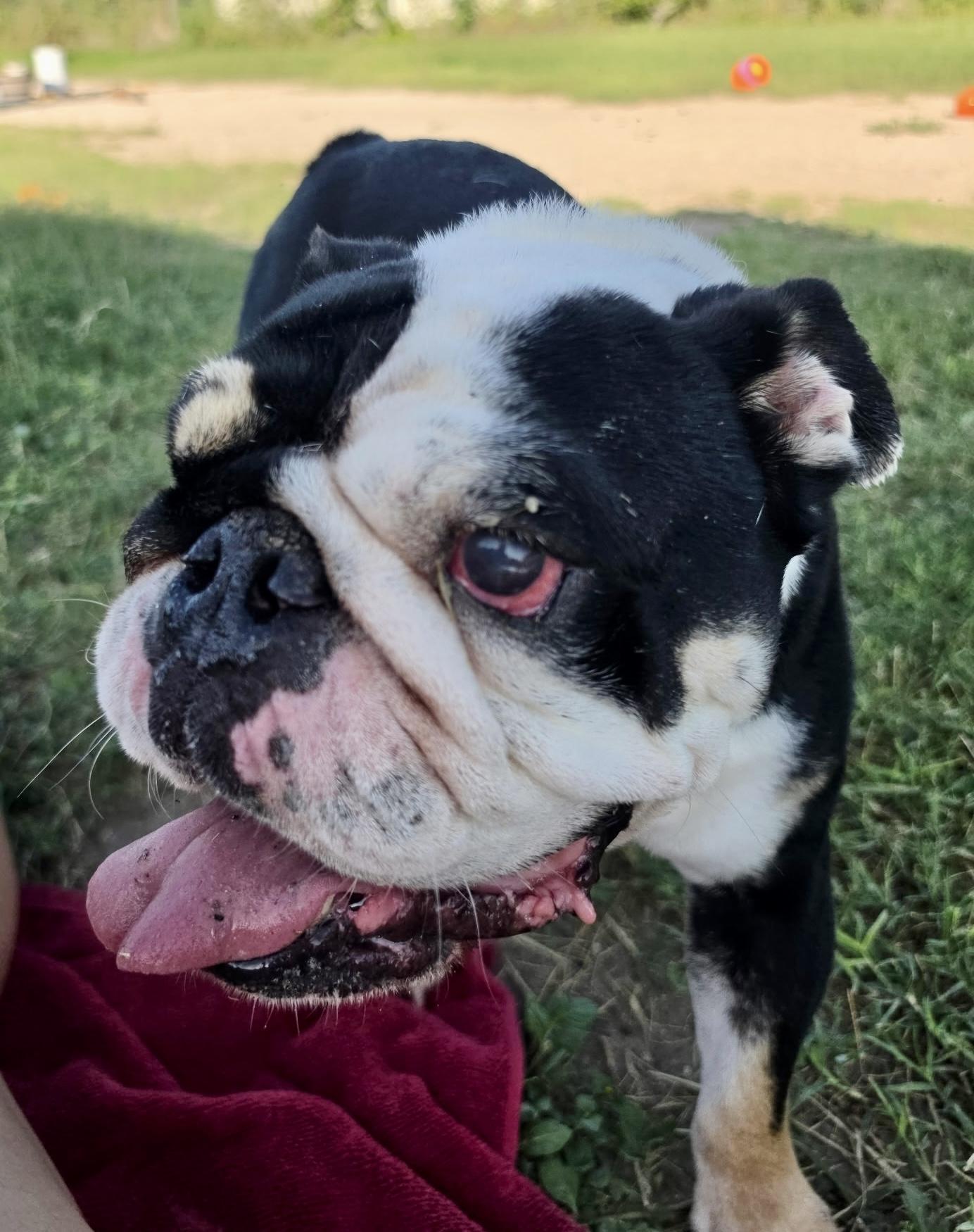 Enlarge Billy, an adopted English Bulldog in Toms River, NJ image 5/6