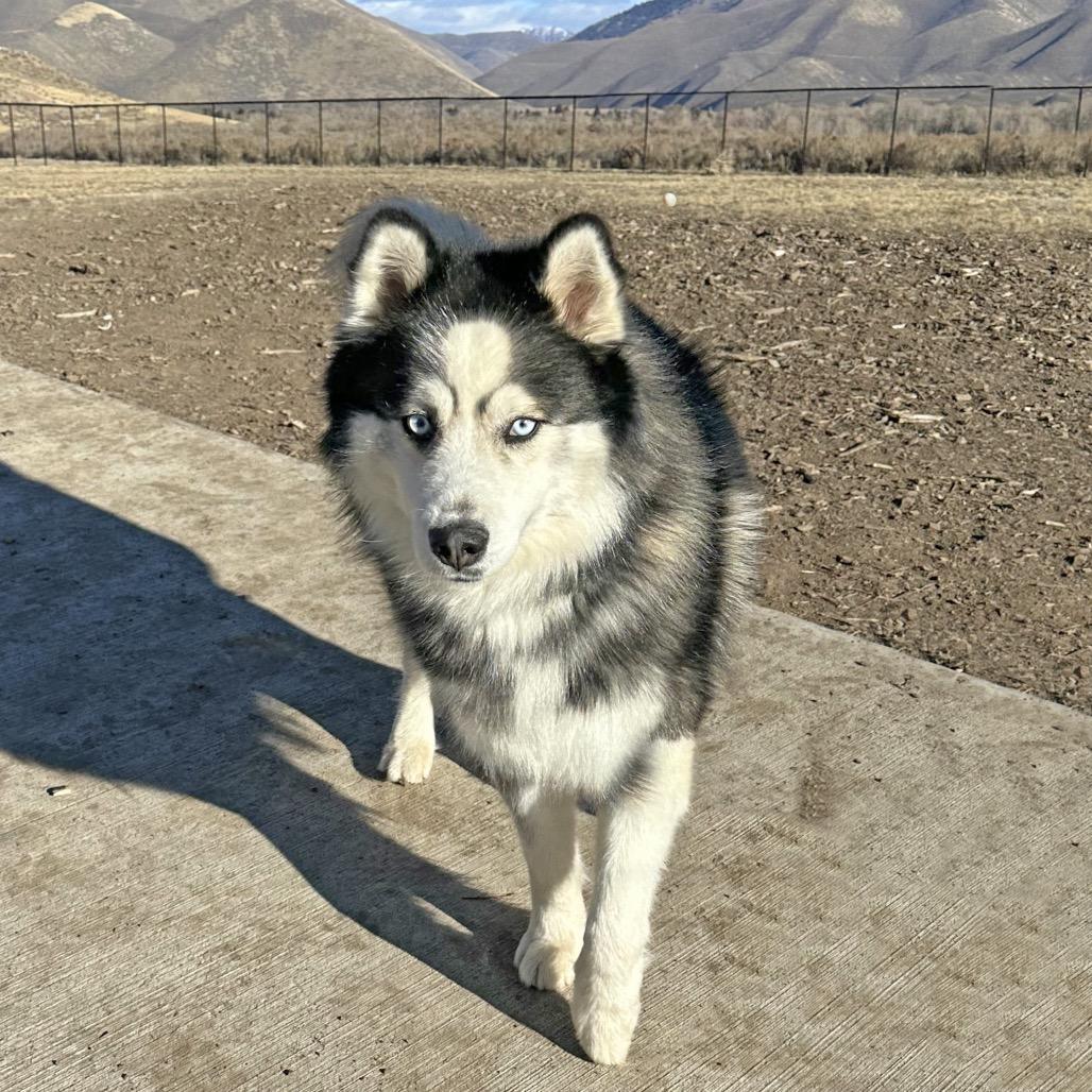Kado, Adoptable, Adult Male Mixed Breed.