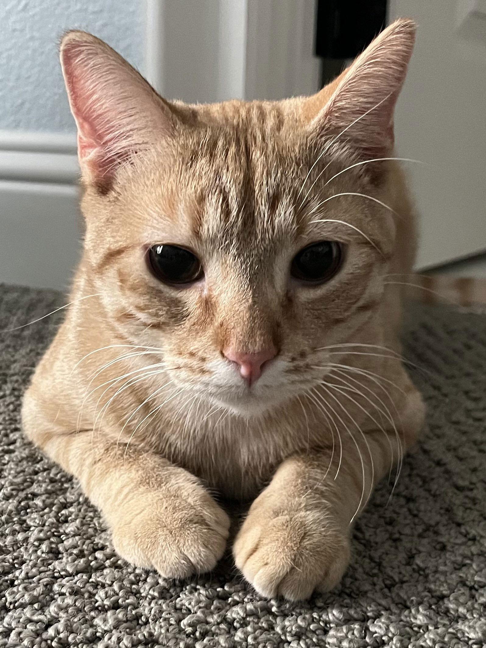 Enlarge Peter, a Adoptable Domestic Short Hair in Fort Worth, TX image 3/3