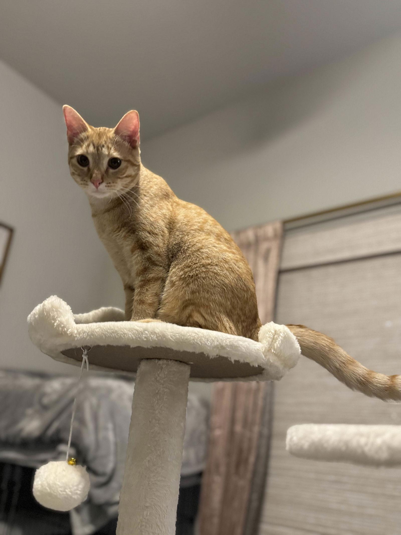 Enlarge Peter, a Adoptable Domestic Short Hair in Fort Worth, TX image 3/3