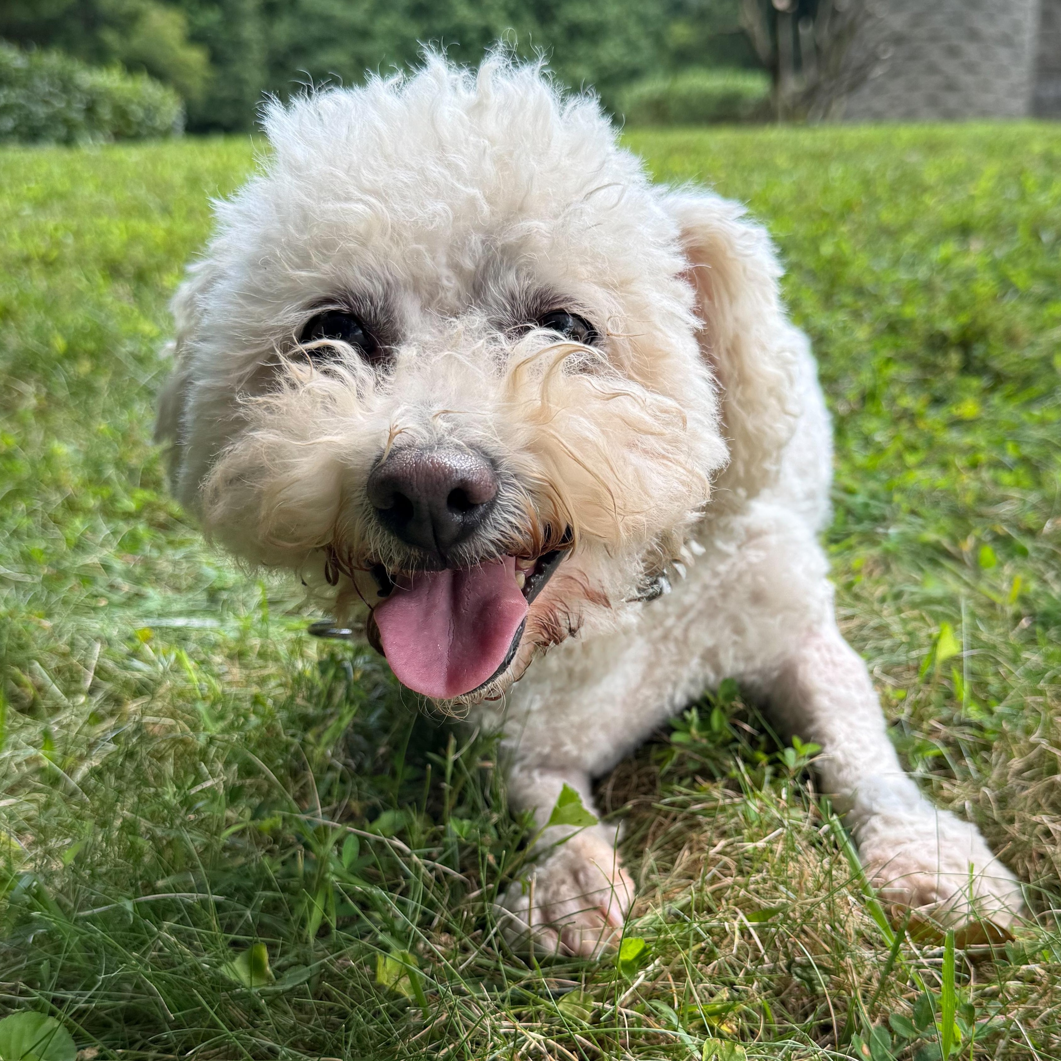 Bunny, a Adoptable mixed breed in Latrobe, PA image 3/6