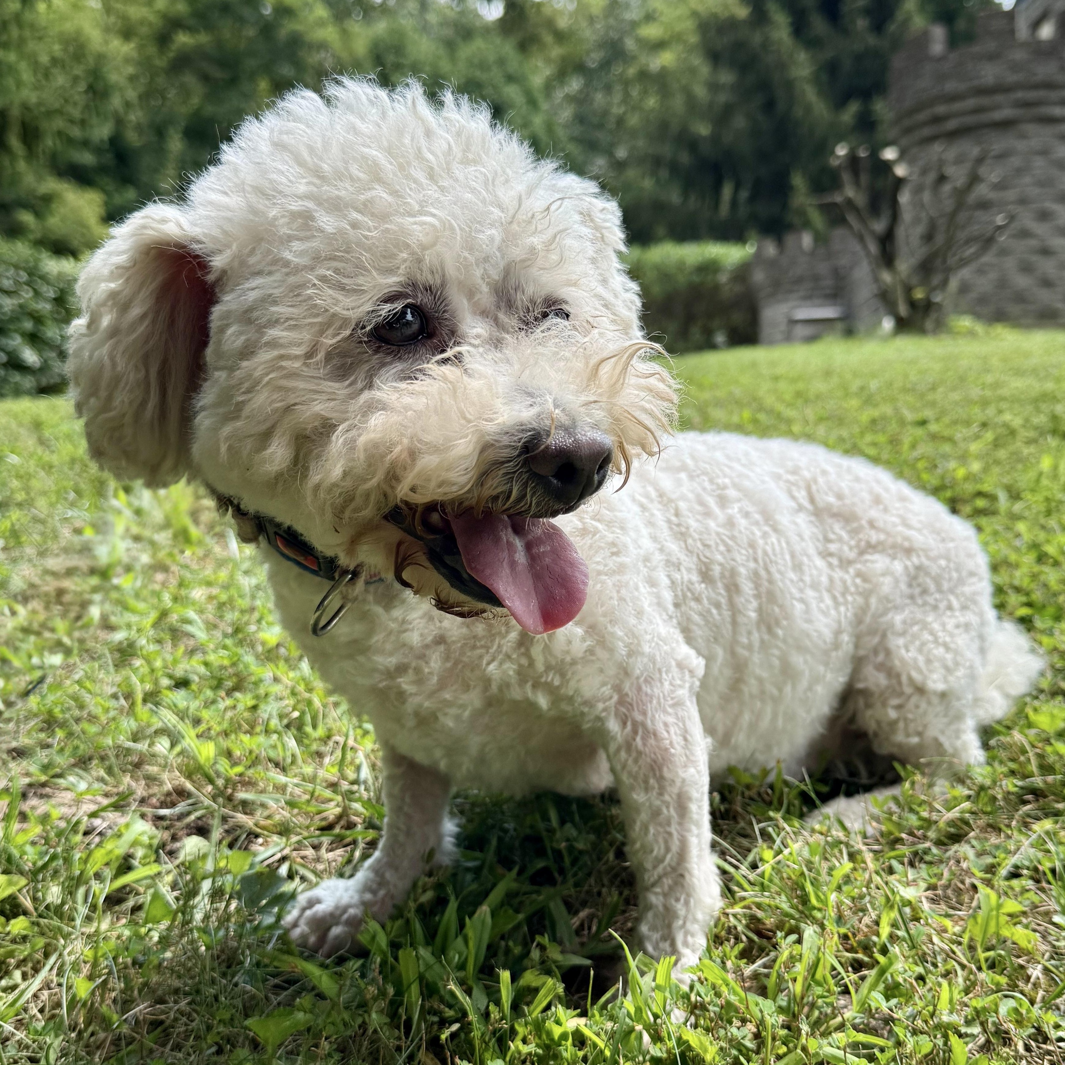 Bunny, a Adoptable mixed breed in Latrobe, PA image 5/6