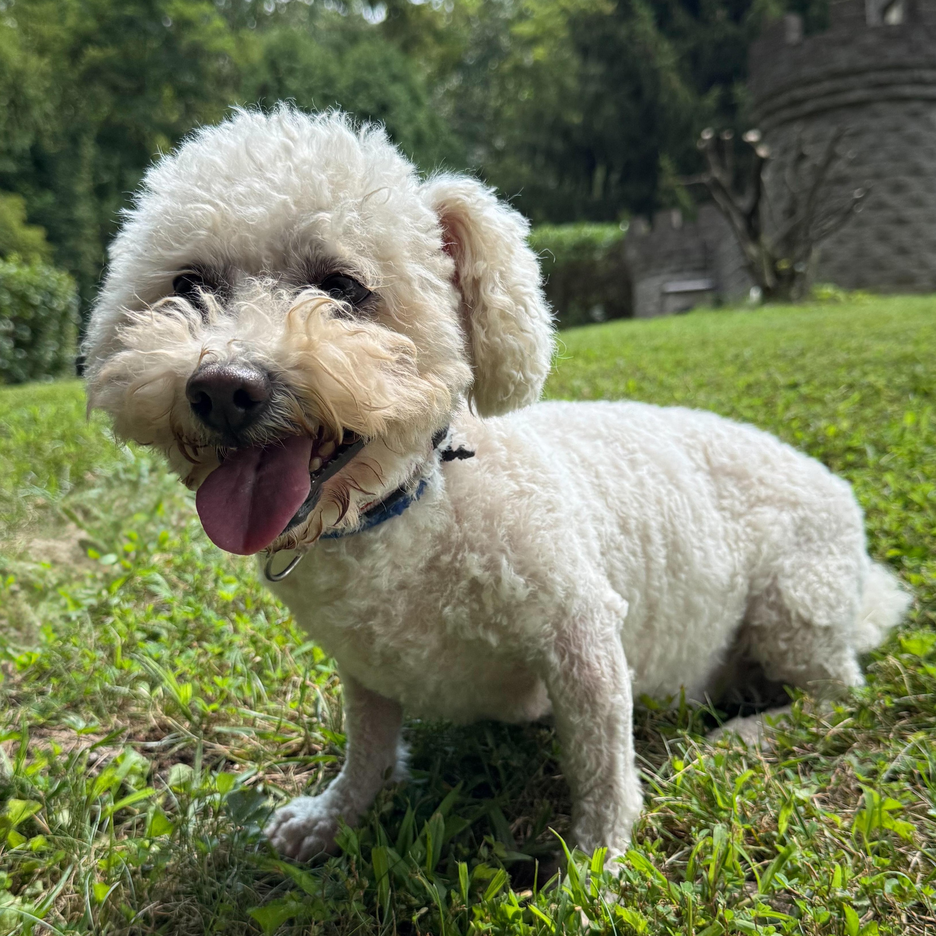 Bunny, a Adoptable mixed breed in Latrobe, PA image 1/6