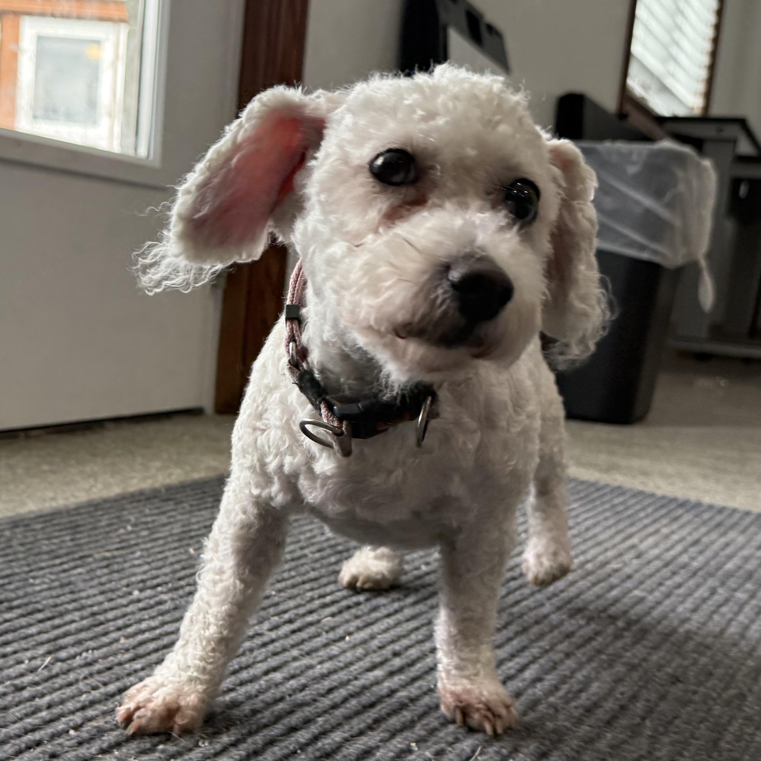 Bunny, Adoptable, Adult Female Bichon Frise & Poodle.