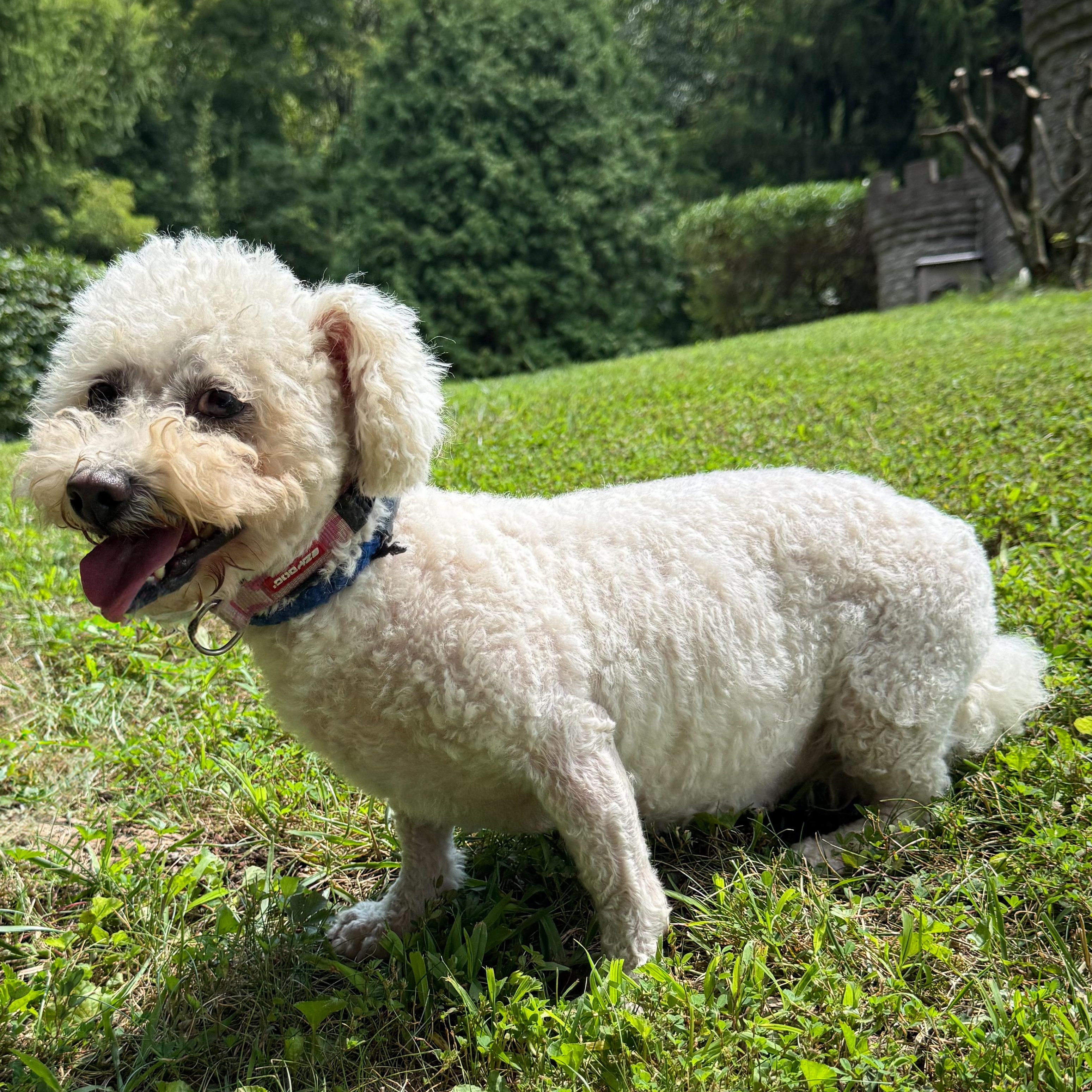 Bunny, a Adoptable mixed breed in Latrobe, PA image 2/6