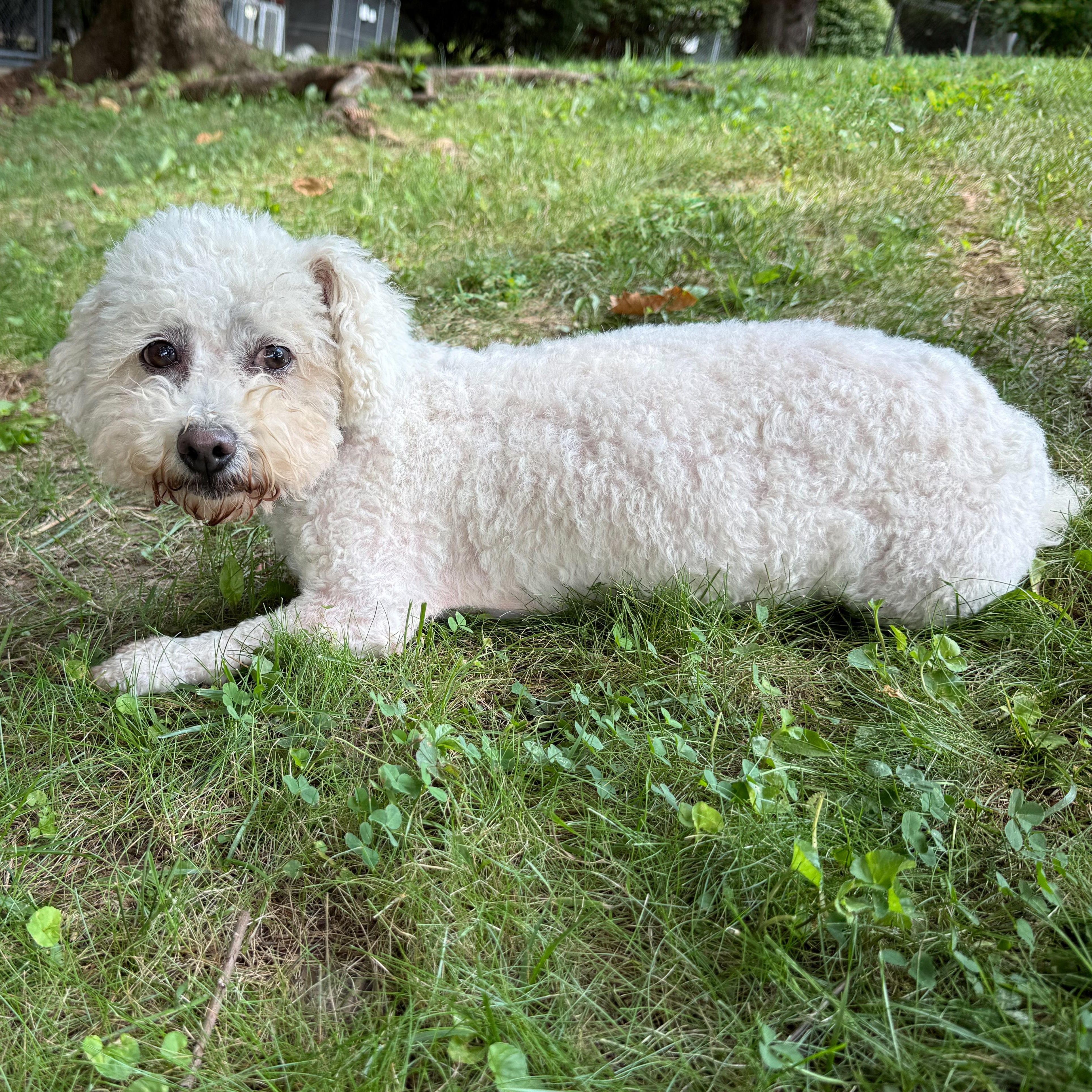Bunny, a Adoptable mixed breed in Latrobe, PA image 6/6