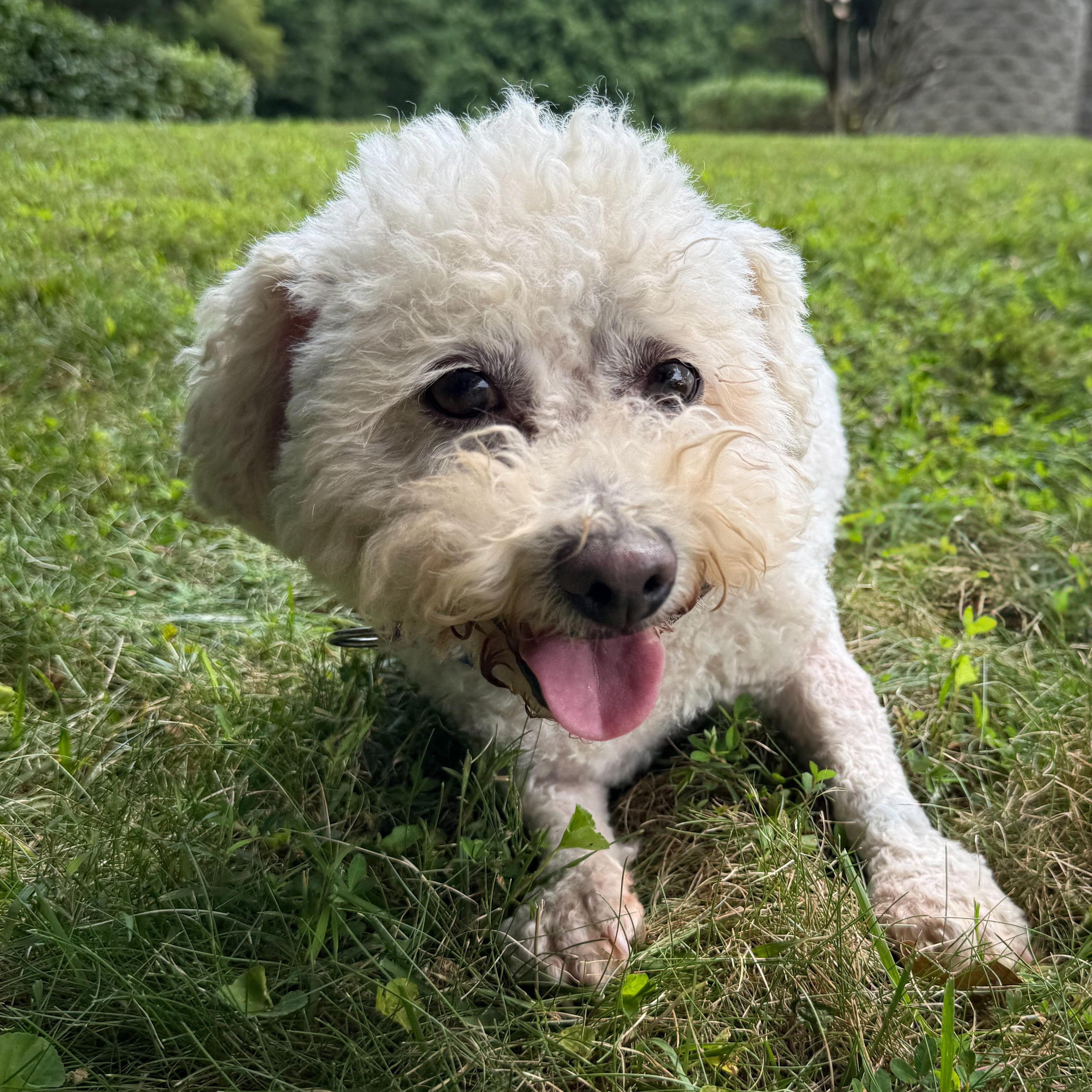 Bunny, a Adoptable mixed breed in Latrobe, PA image 4/6