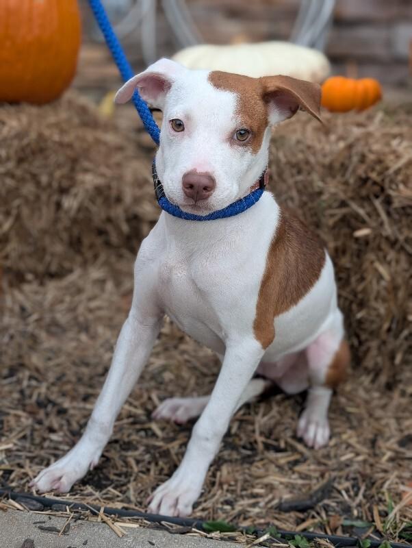 Enlarge Julia, a Adoptable mixed breed in Berkeley Heights, NJ image 1/5