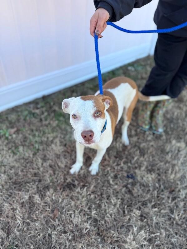 Enlarge Julia, a Adoptable mixed breed in Berkeley Heights, NJ image 2/5