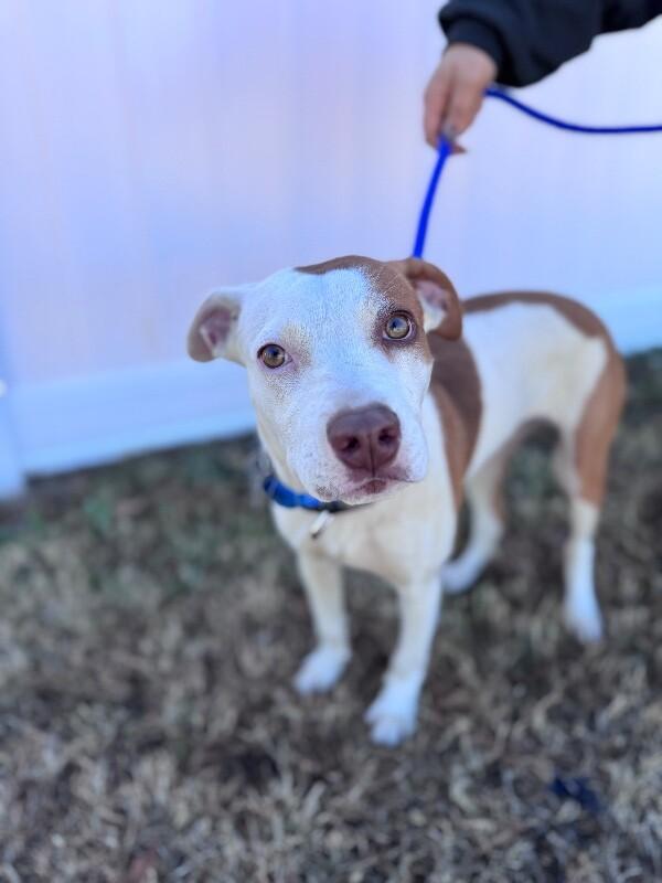 Enlarge Julia, a Adoptable mixed breed in Berkeley Heights, NJ image 3/5