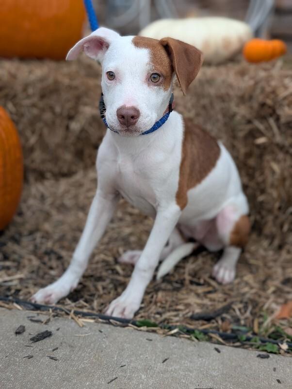 Enlarge Julia, a Adoptable mixed breed in Berkeley Heights, NJ image 4/5