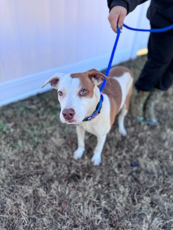 Enlarge Julia, a Adoptable mixed breed in Berkeley Heights, NJ image 5/5