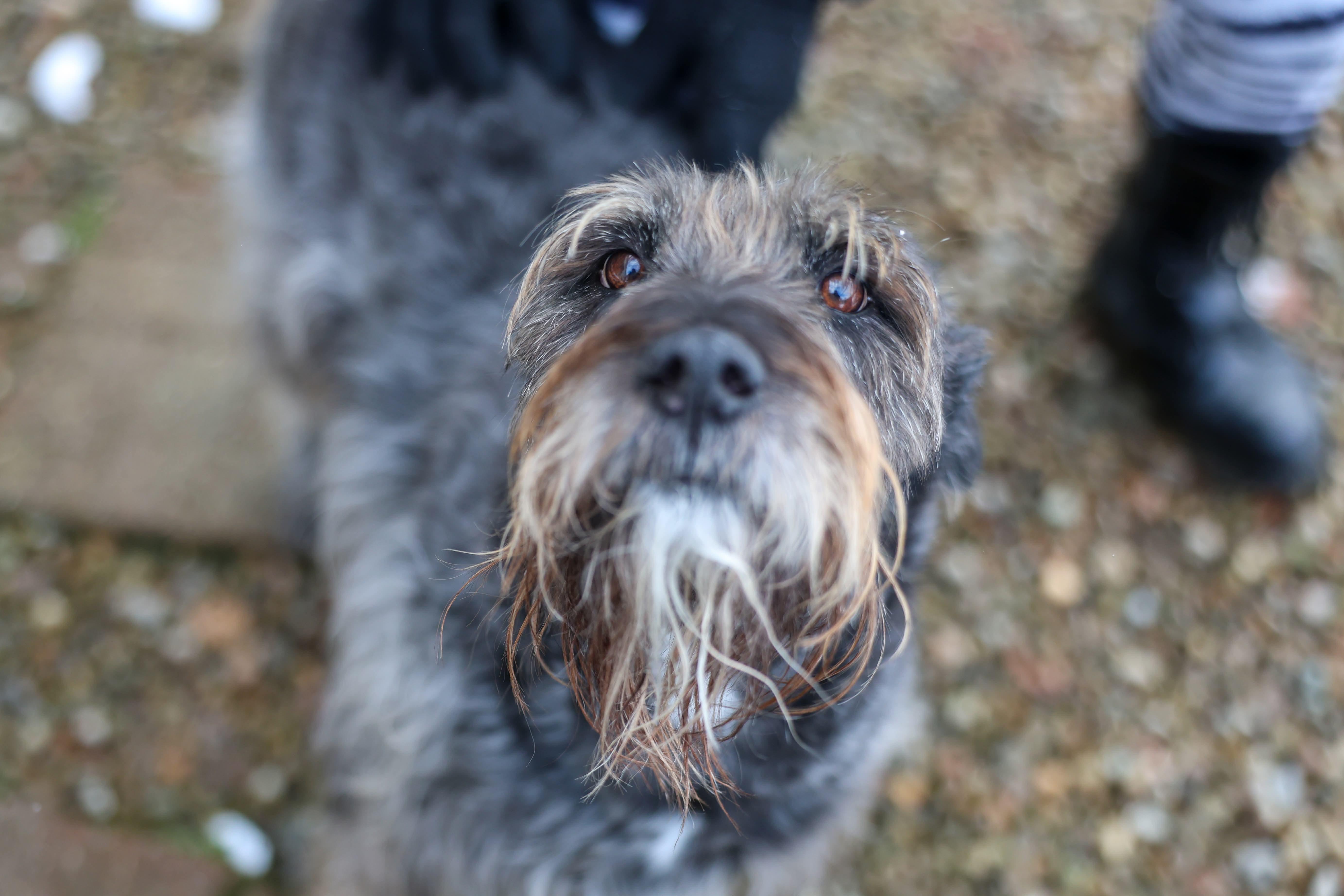 Siggy, Adoptable, Adult Female Giant Schnauzer & Wheaten Terrier.
