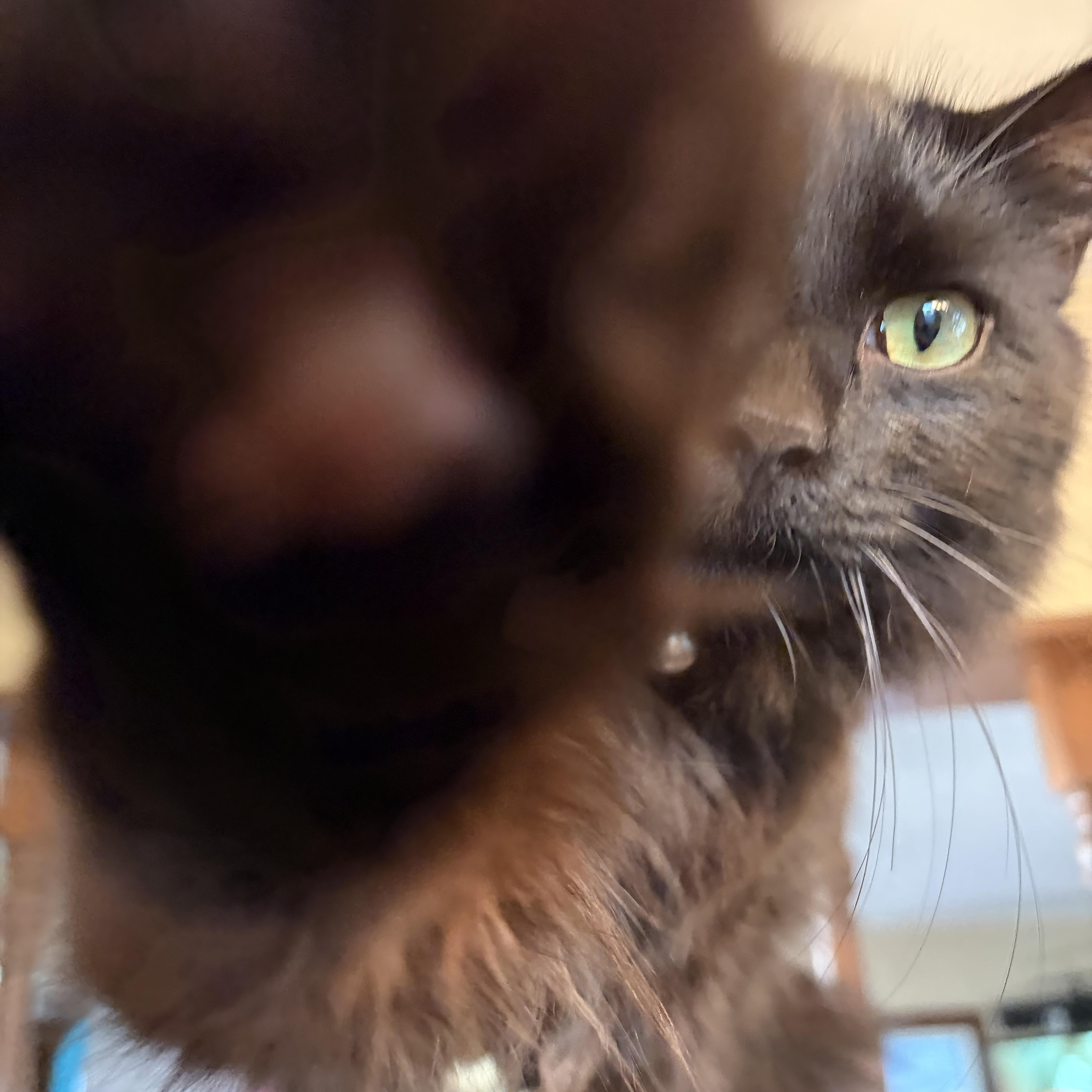 Enlarge Sebastian, a ADOPTABLE Domestic Long Hair in Muncie, IN image 4/6