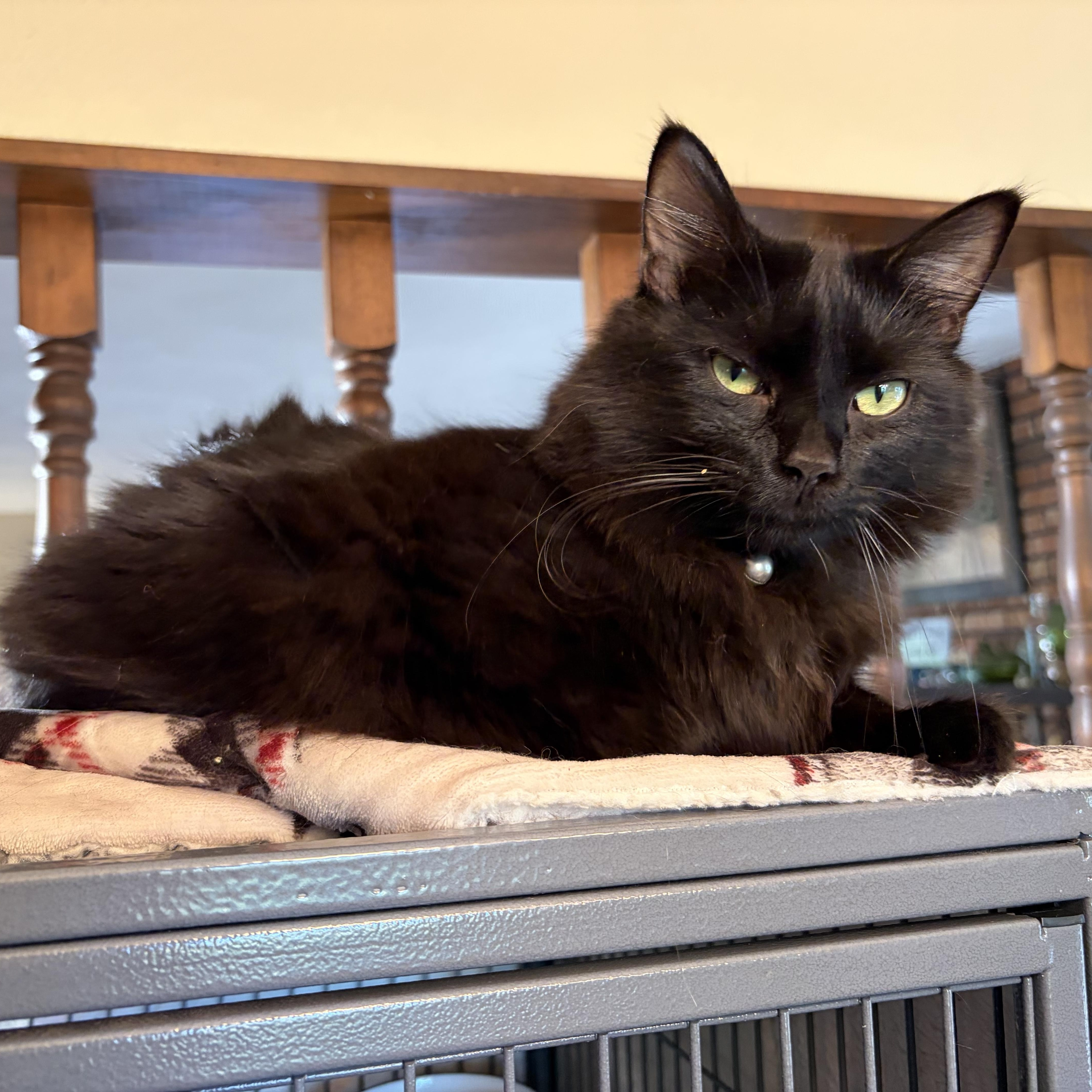 Enlarge Sebastian, a ADOPTABLE Domestic Long Hair in Muncie, IN image 6/6
