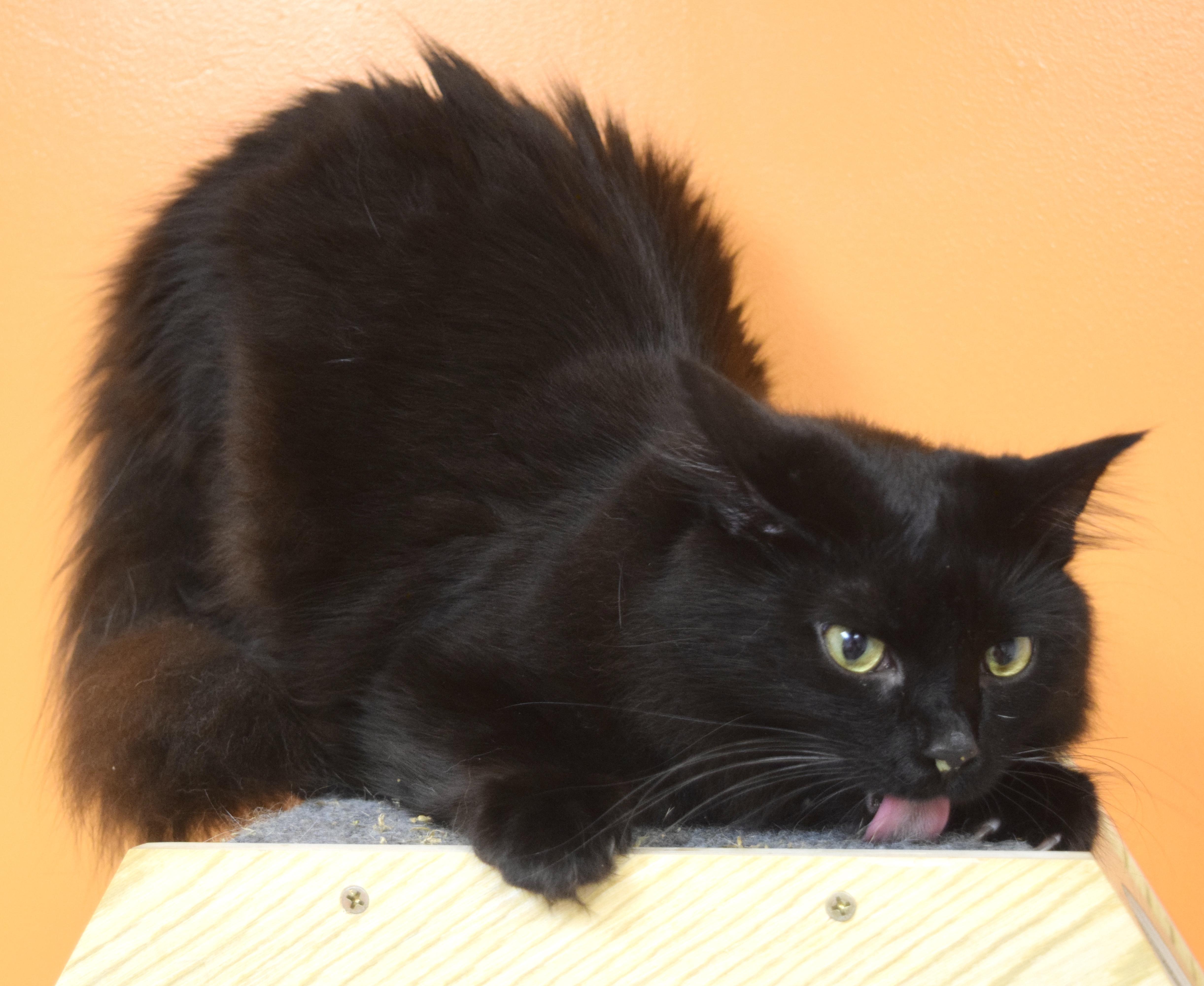 Enlarge Sebastian, a ADOPTABLE Domestic Long Hair in Muncie, IN image 2/6