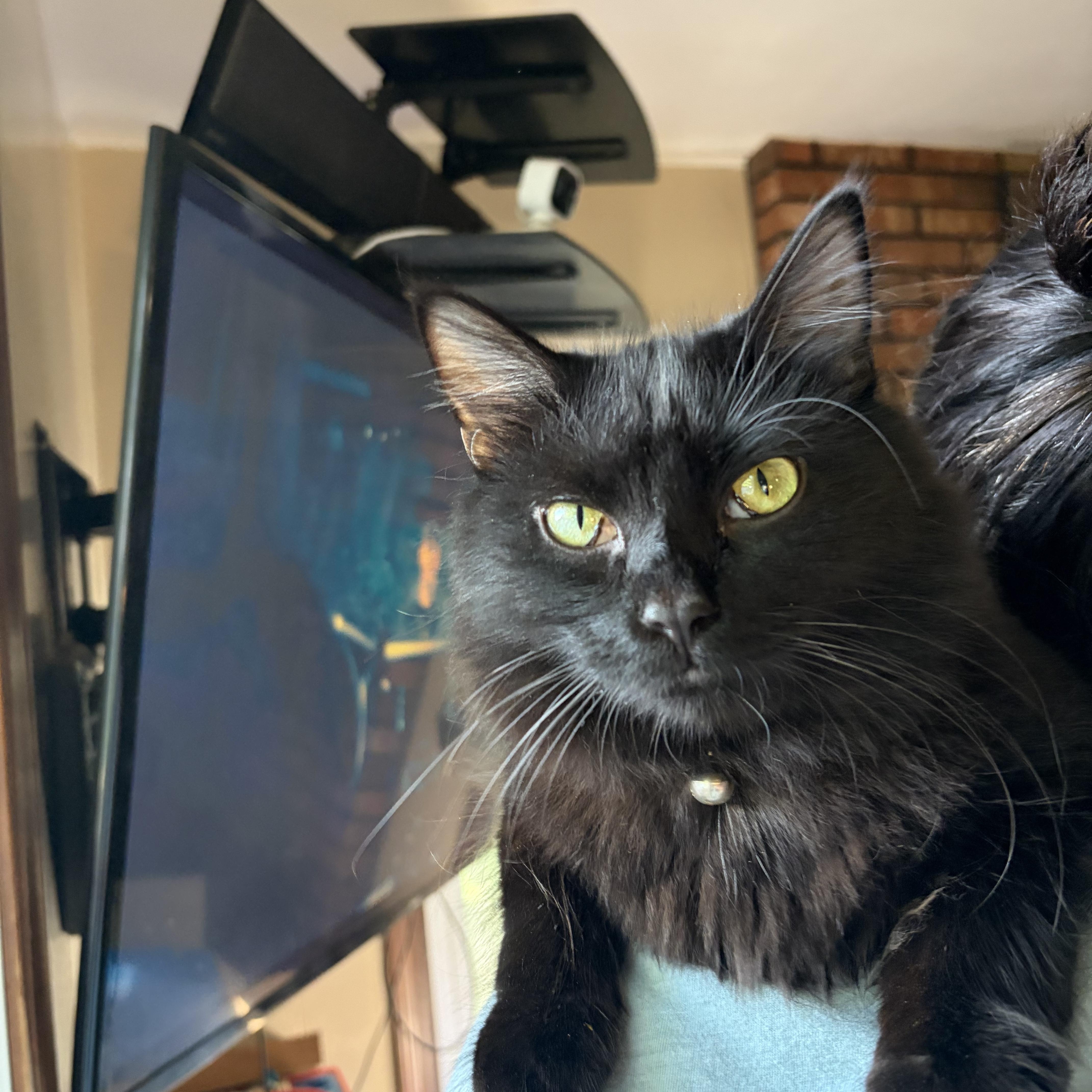 Enlarge Sebastian, a ADOPTABLE Domestic Long Hair in Muncie, IN image 5/6