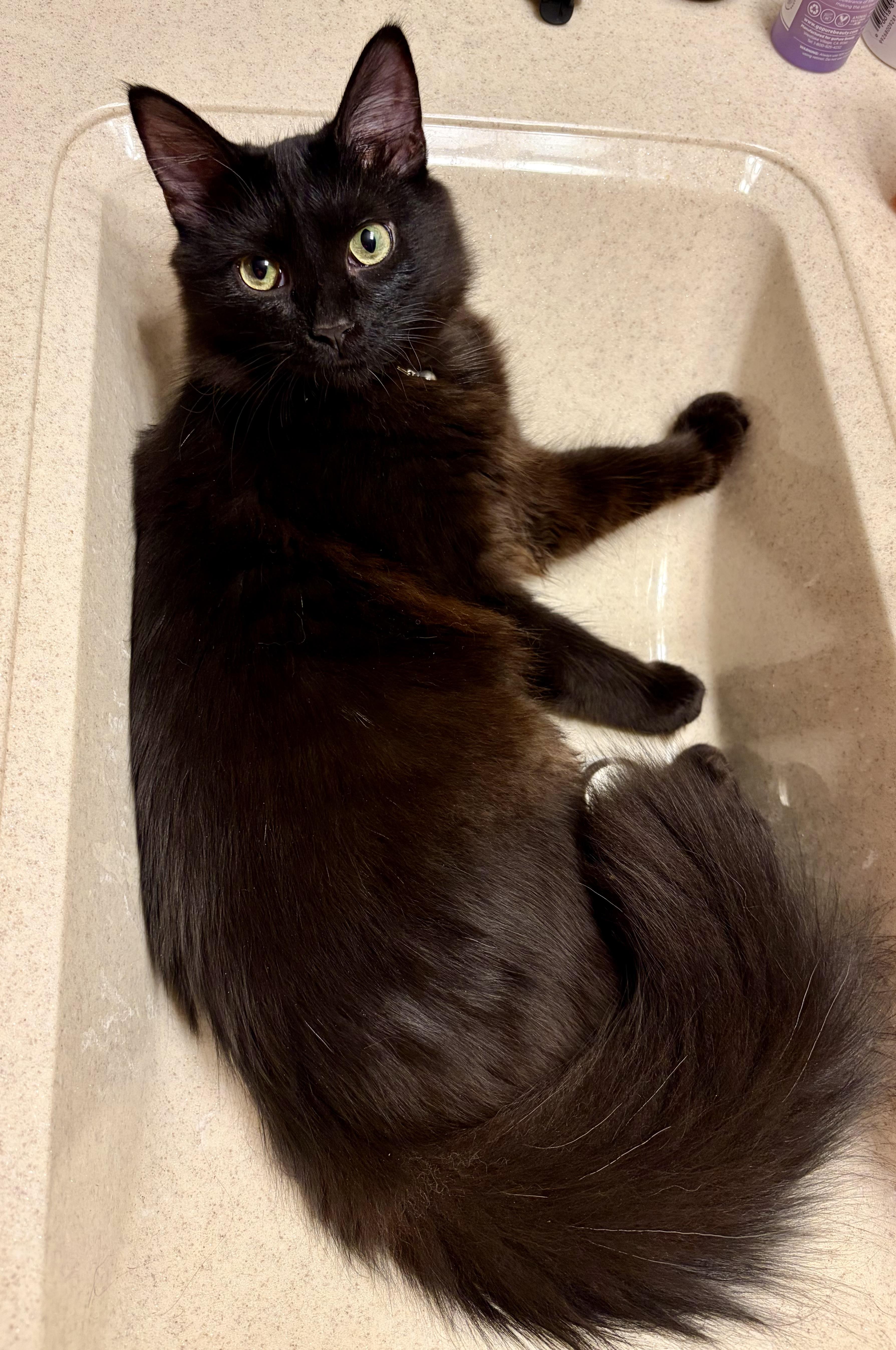 Enlarge Sebastian, a ADOPTABLE Domestic Long Hair in Muncie, IN image 3/6