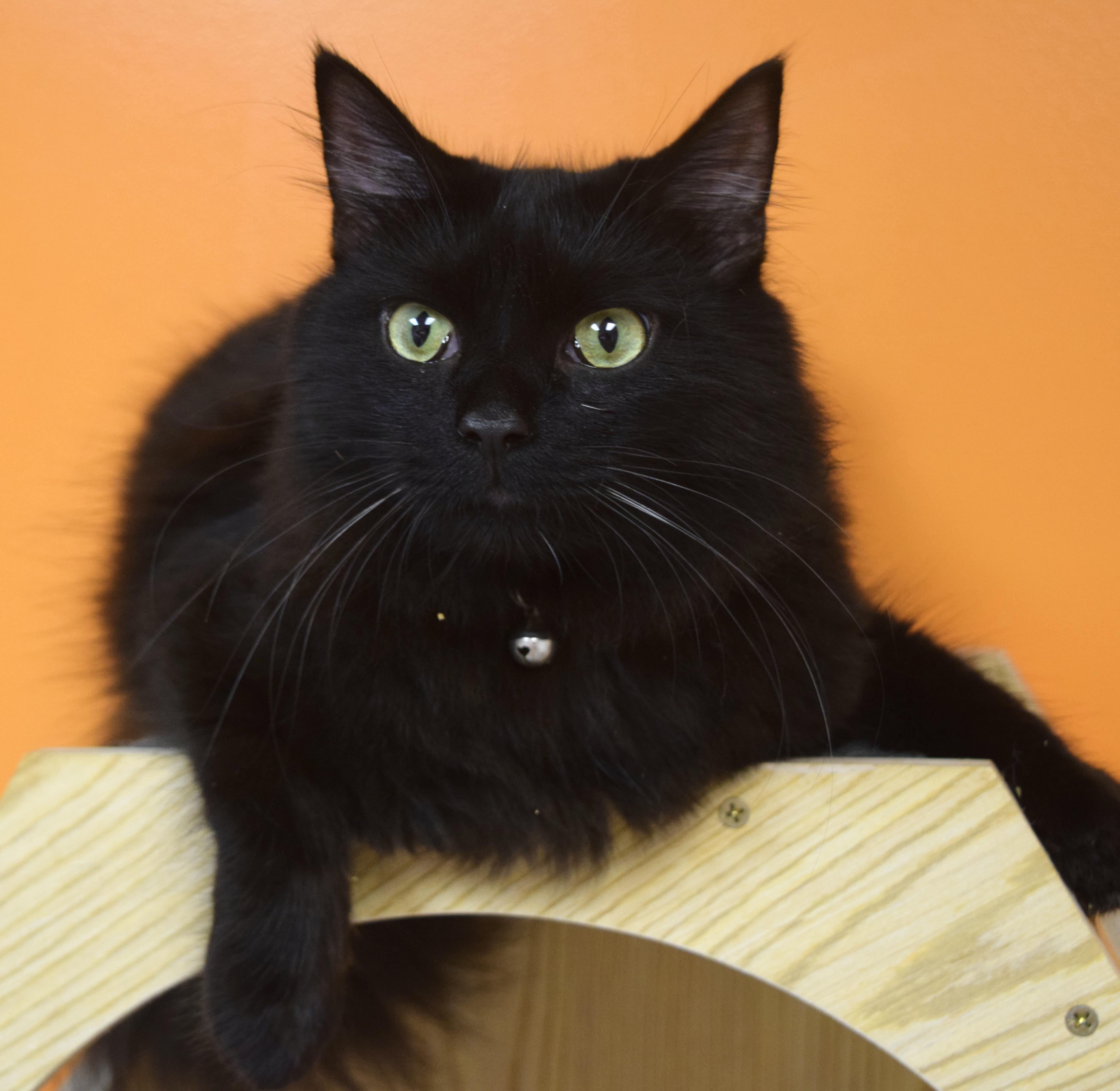 Sebastian, ADOPTABLE, Kitten Male Domestic Long Hair.